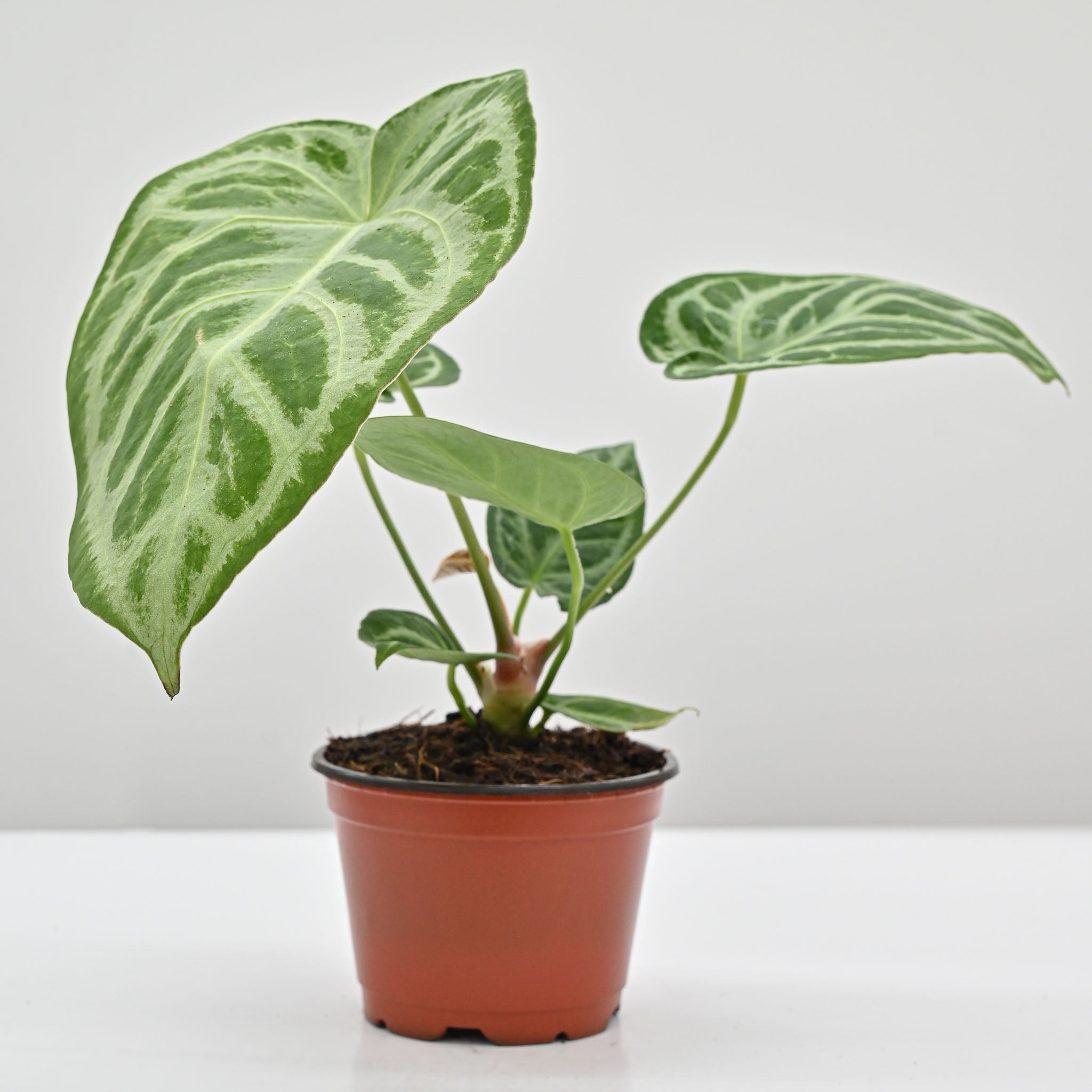 Monkey Tail Cactus | Cleistocactus (Hildewintera) Colademononis