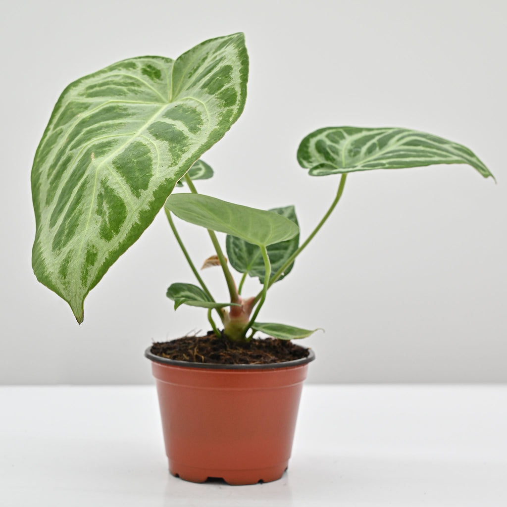 Anthurium Dorayaki X Silver Blush