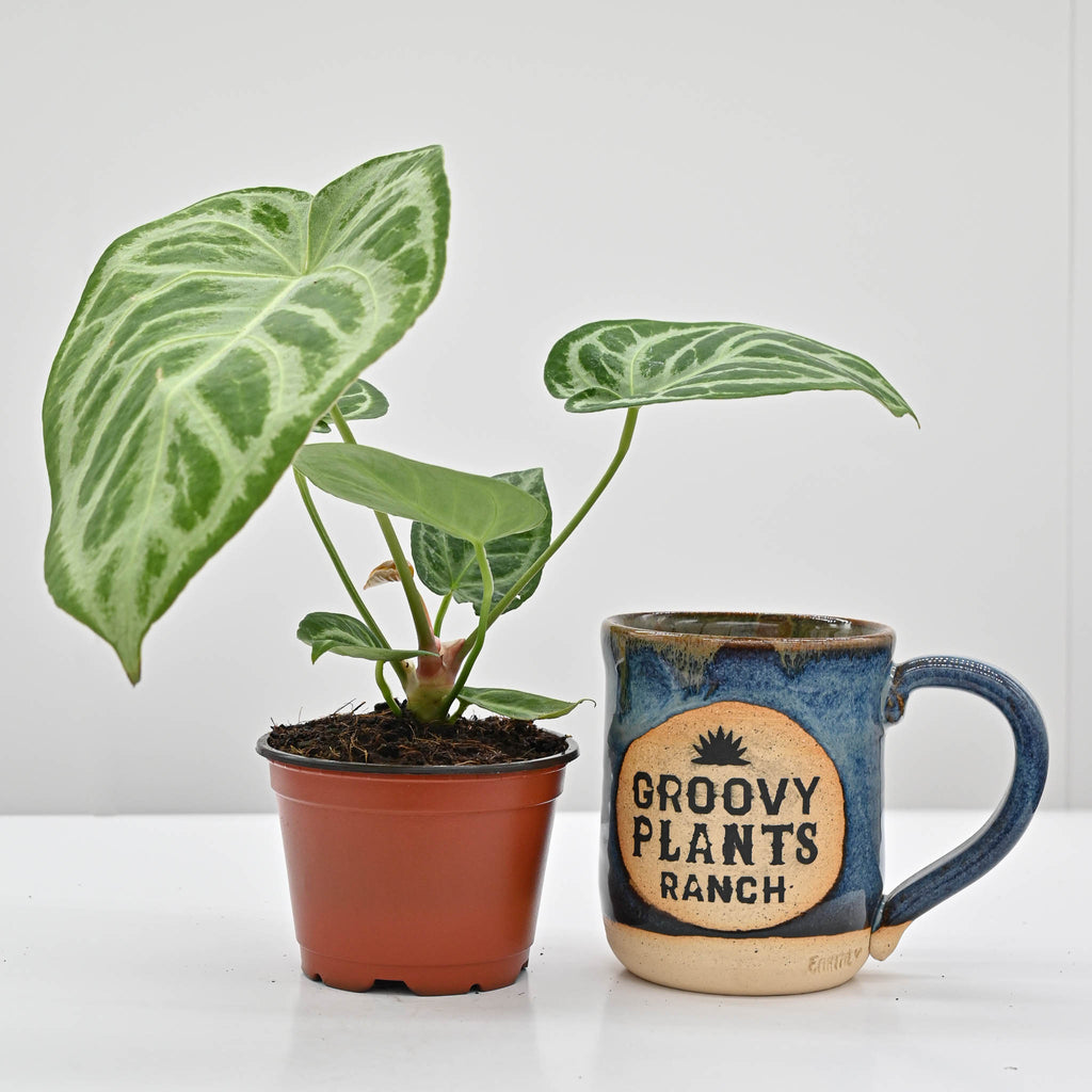 Anthurium Dorayaki X Silver Blush