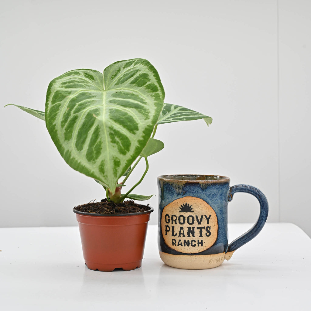 Anthurium Dorayaki X Silver Blush