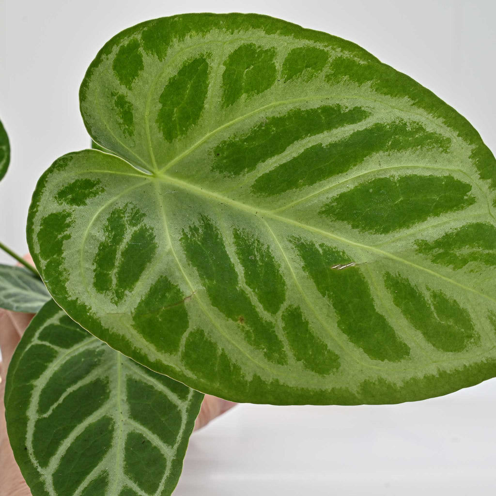 Anthurium Dorayaki X Silver Blush