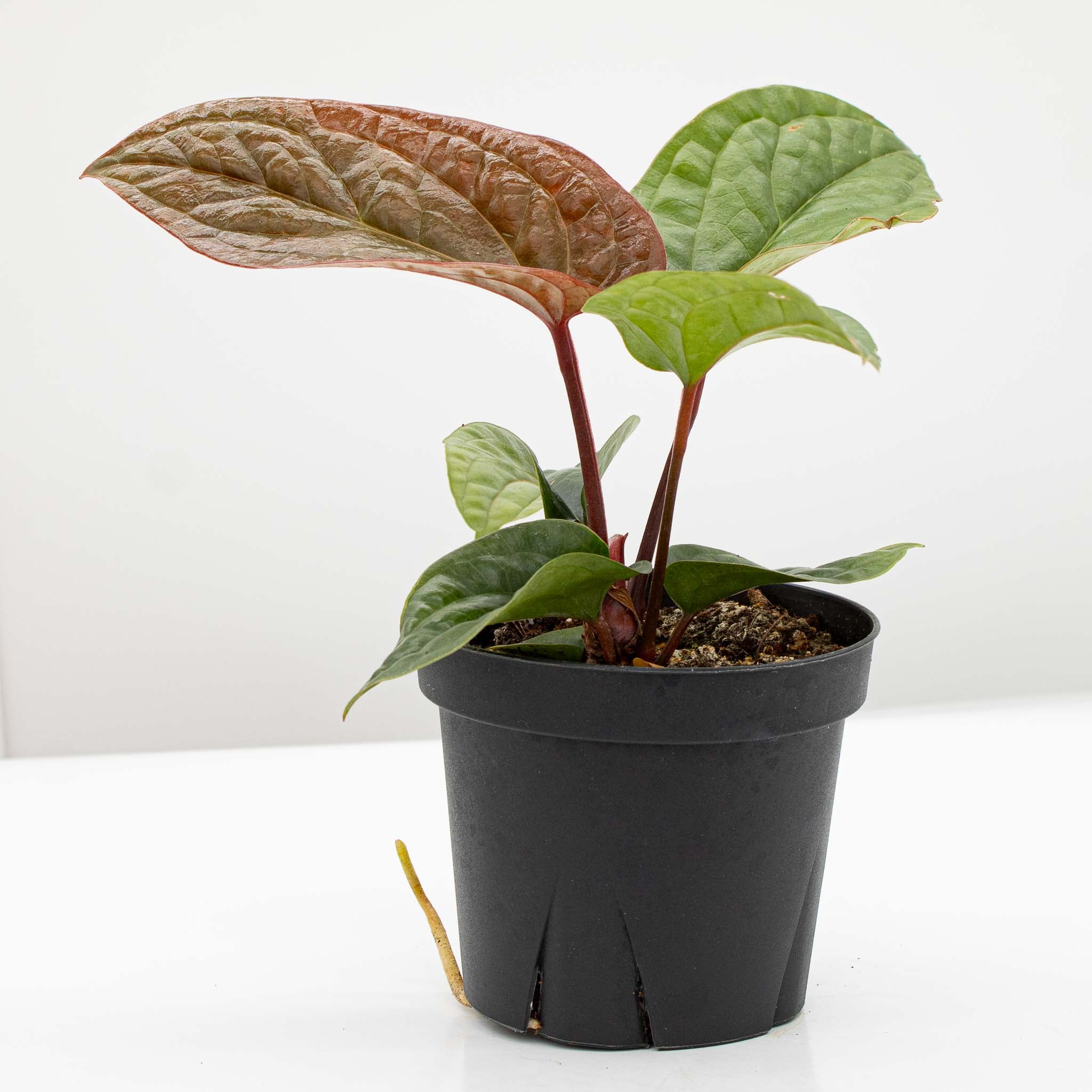 anthurium luxurians Anthurium Luxurians – The Groovy Plants Ranch LLC