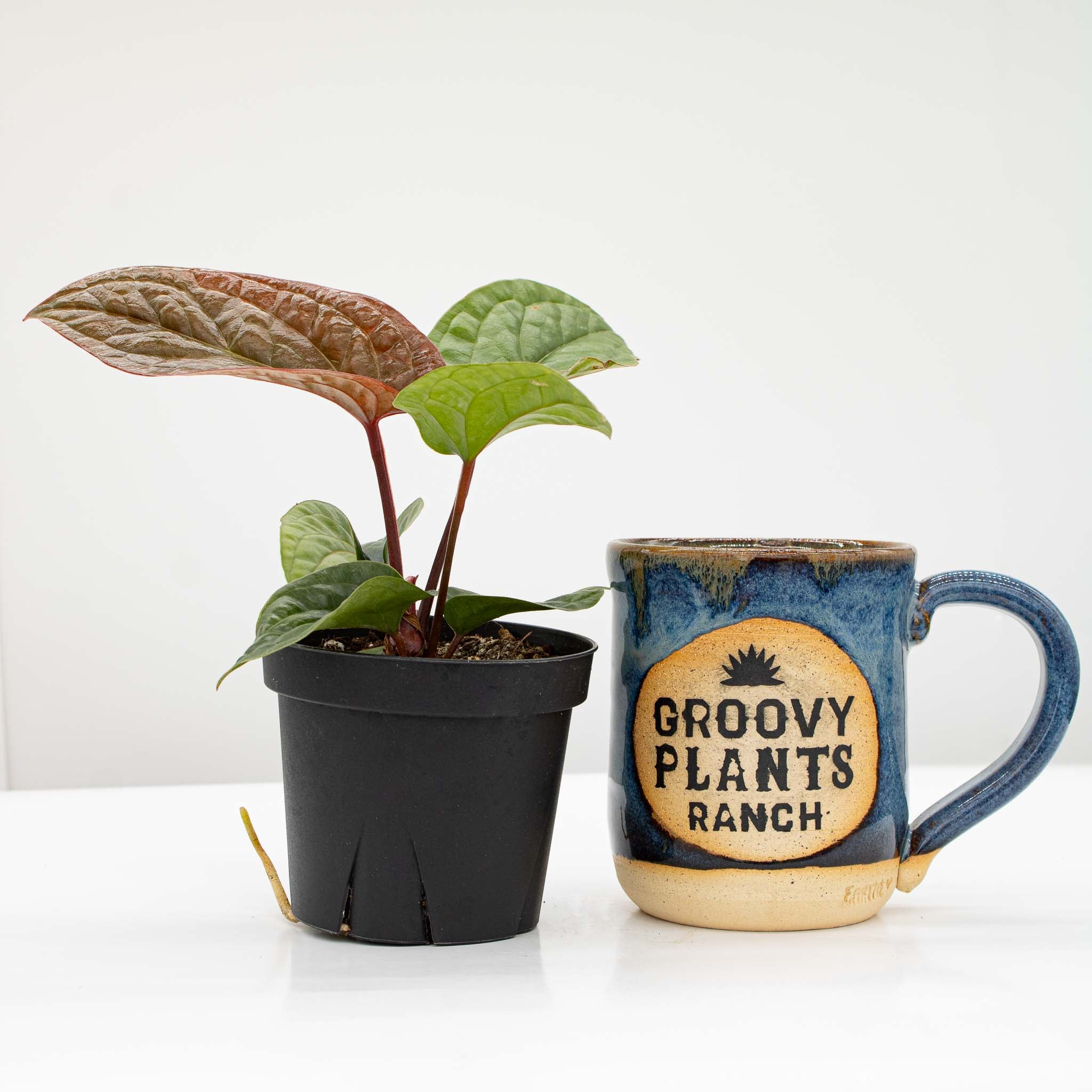 Anthurium Luxurians – The Groovy Plants Ranch LLC