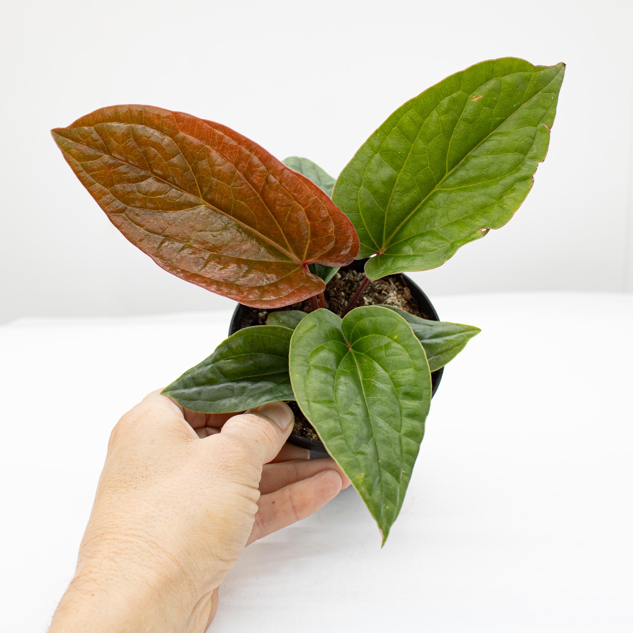 Anthurium Luxurians – The Groovy Plants Ranch LLC