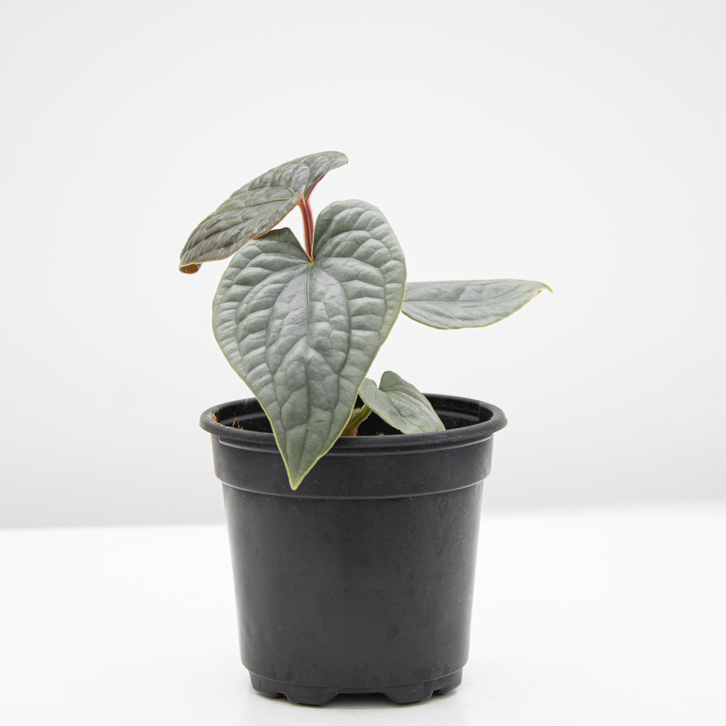 Anthurium Luxurians 'Platinum'