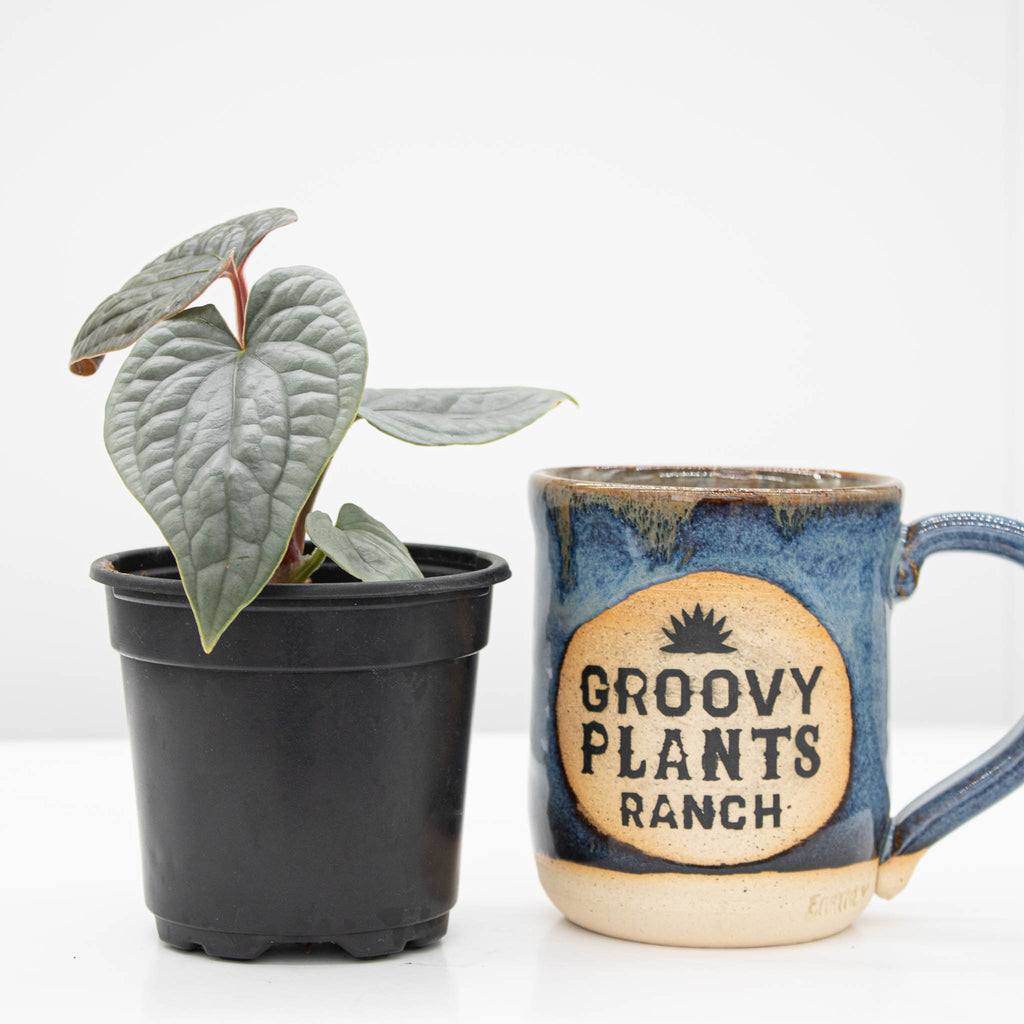 Anthurium Luxurians 'Platinum'