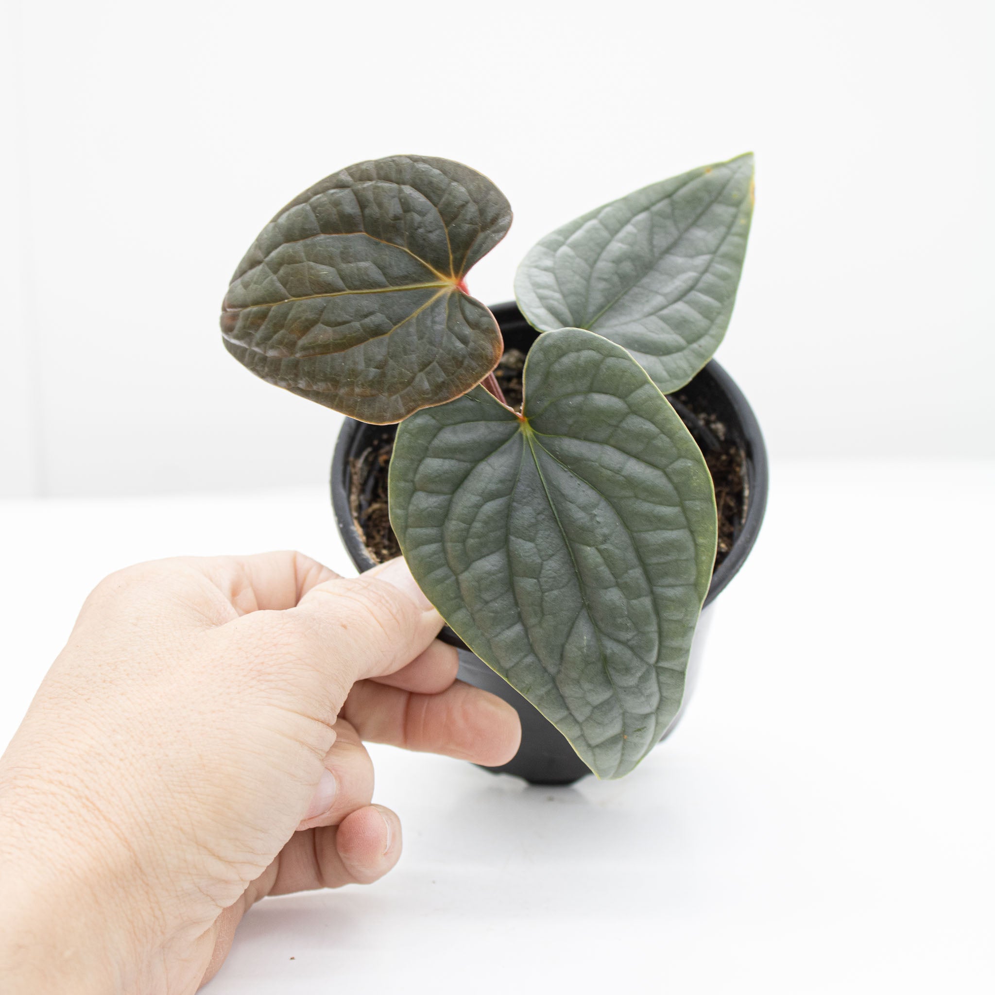 Anthurium Luxurians 'Platinum' – The Groovy Plants Ranch LLC