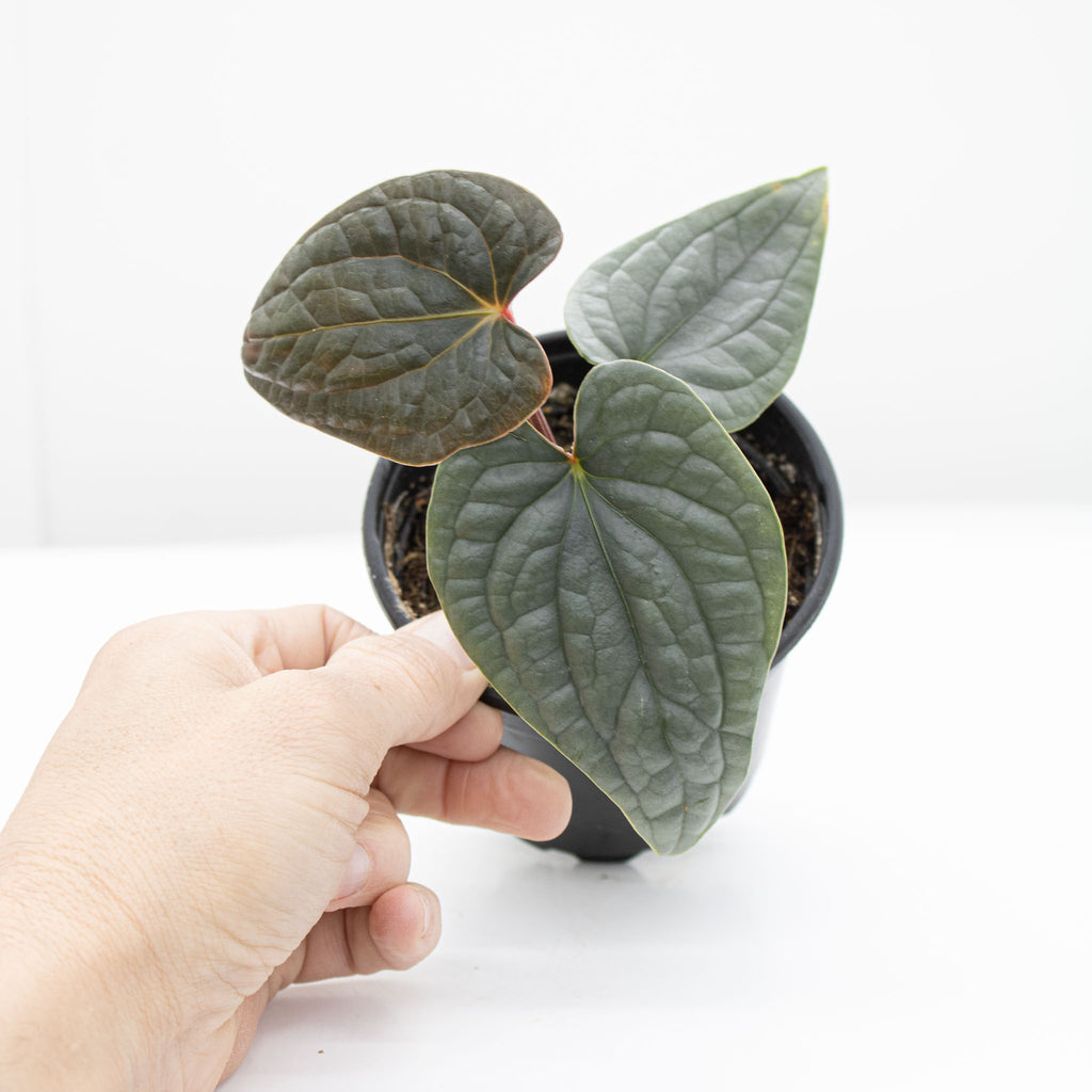 Anthurium Luxurians 'Platinum'