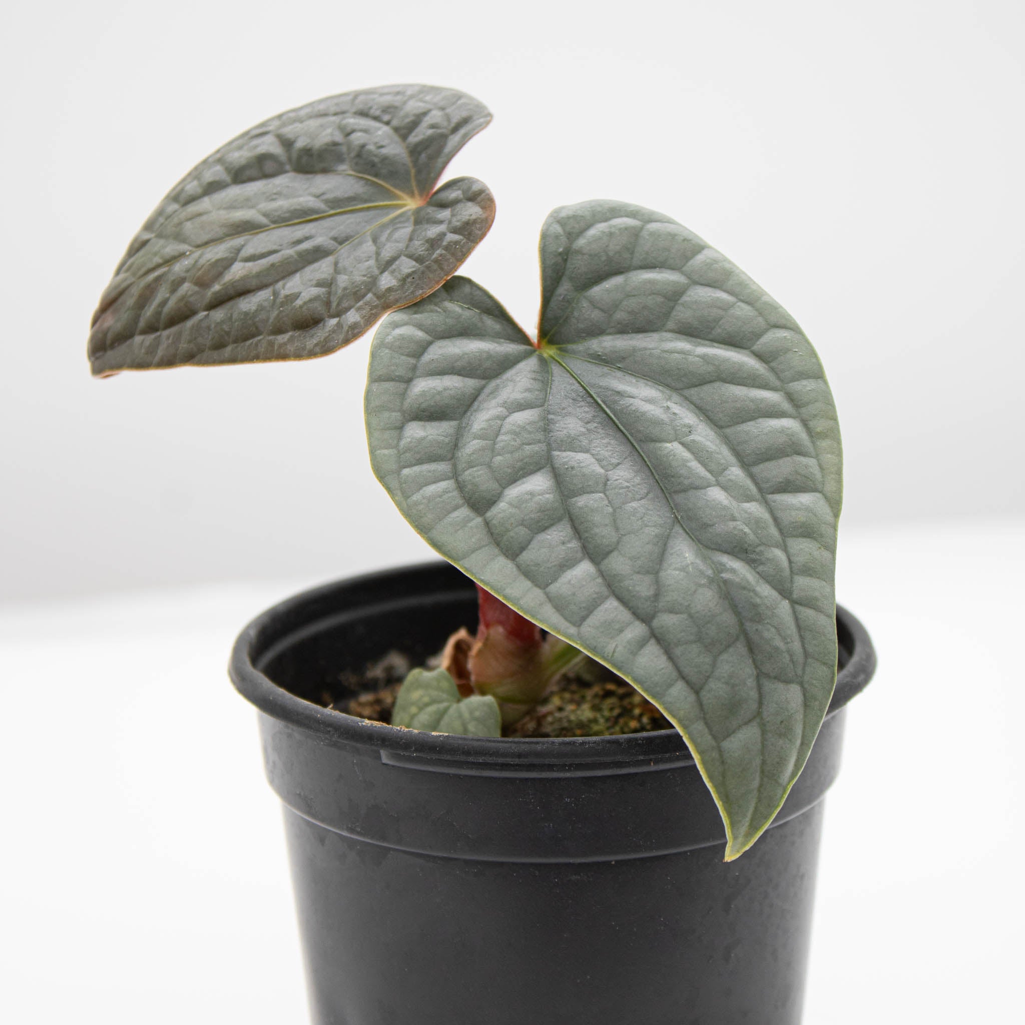 Anthurium Luxurians 'Platinum' – The Groovy Plants Ranch LLC