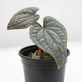 Anthurium Luxurians 'Platinum'