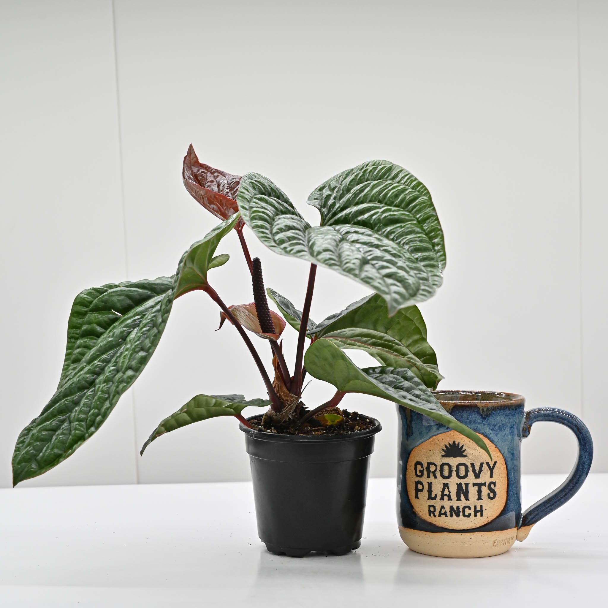 Anthurium radicans x luxurians