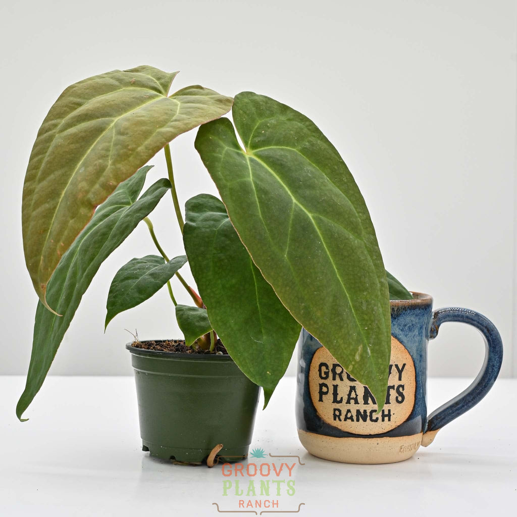 Anthurium red crystal x crystallinum