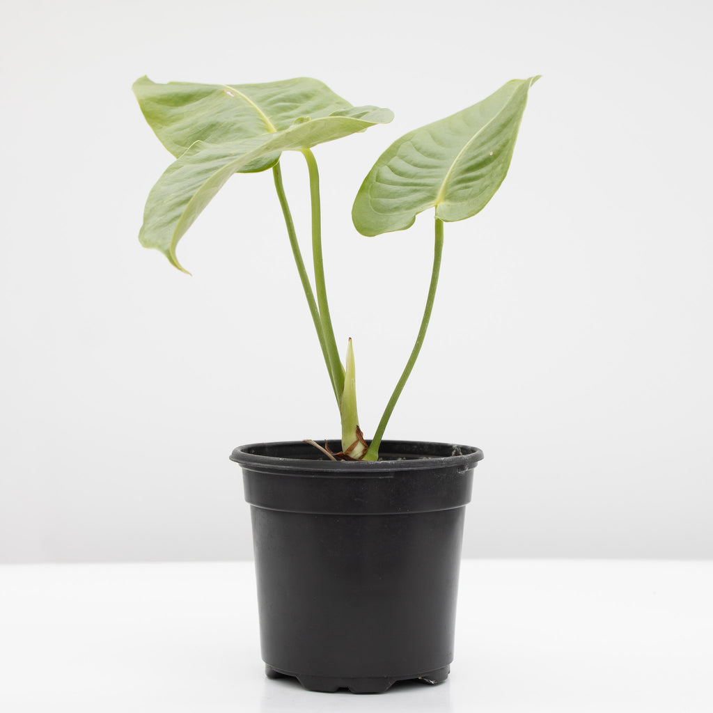 King Anthurium | Anthurium Veitchii