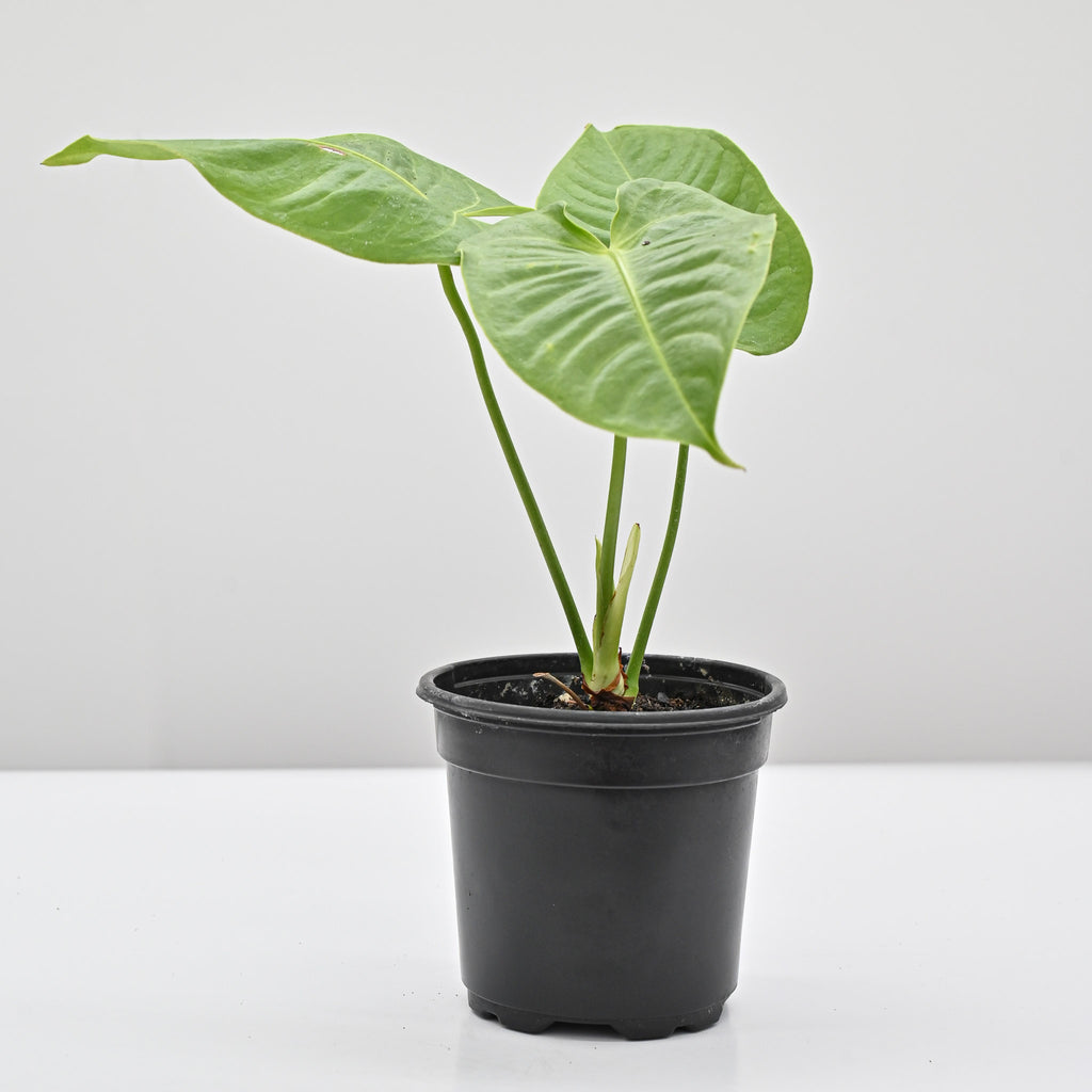 King Anthurium | Anthurium Veitchii