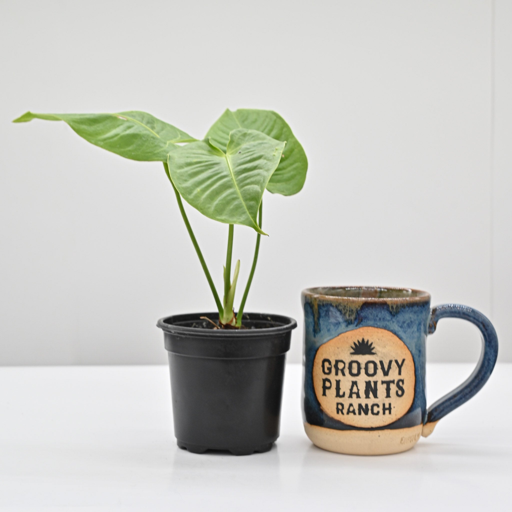 King Anthurium | Anthurium Veitchii