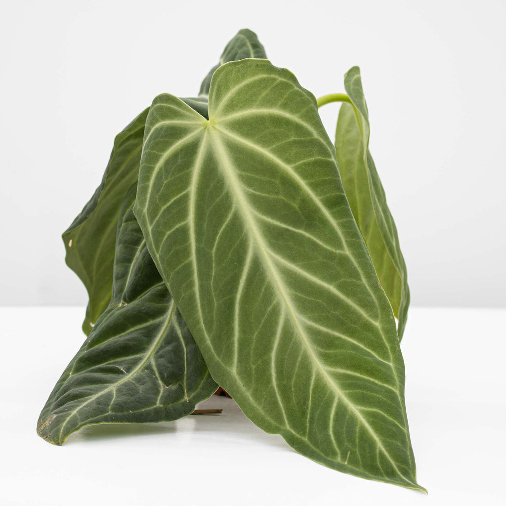 anthurium vert Velvet Anthurium