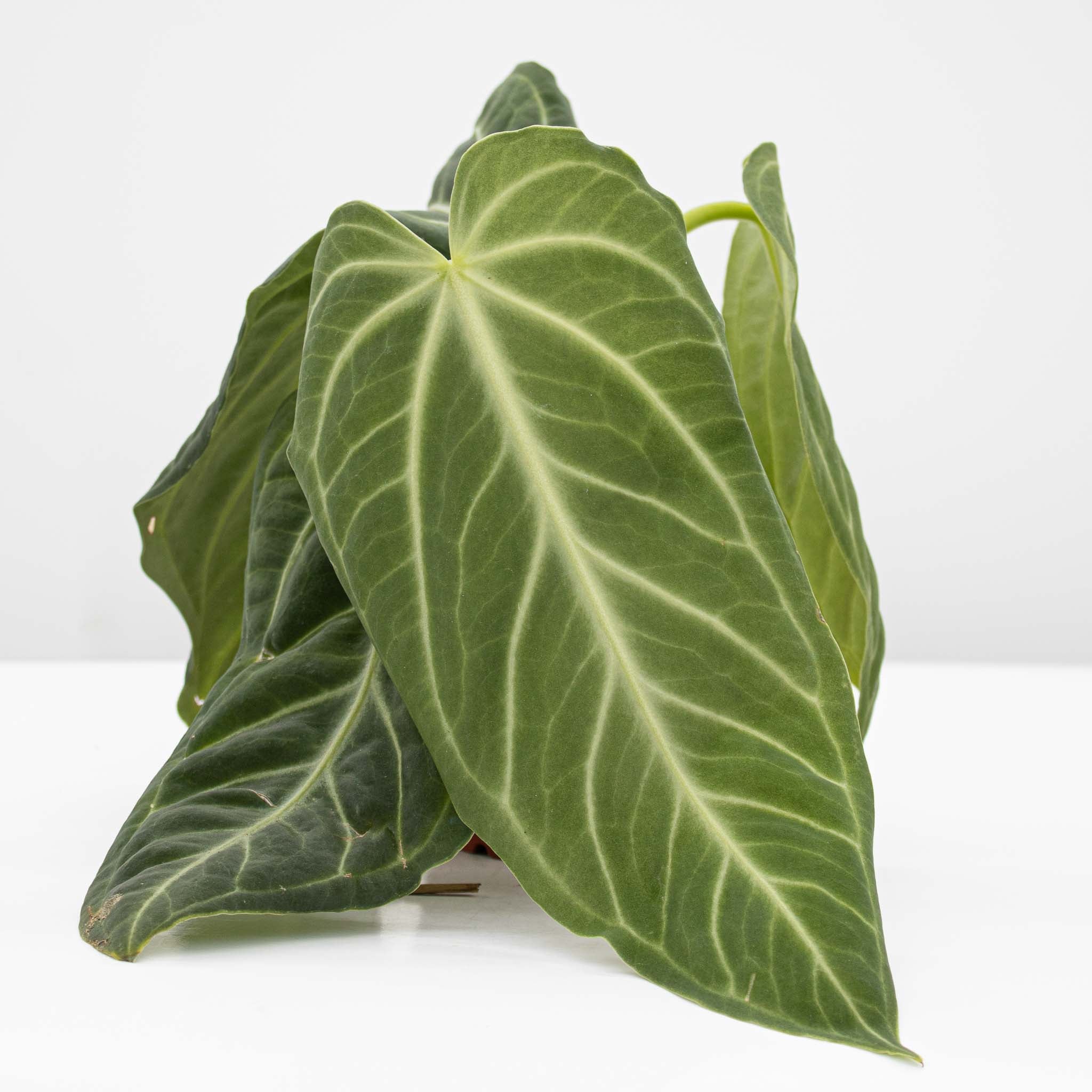 Velvet Anthurium | Anthurium Villenaorum