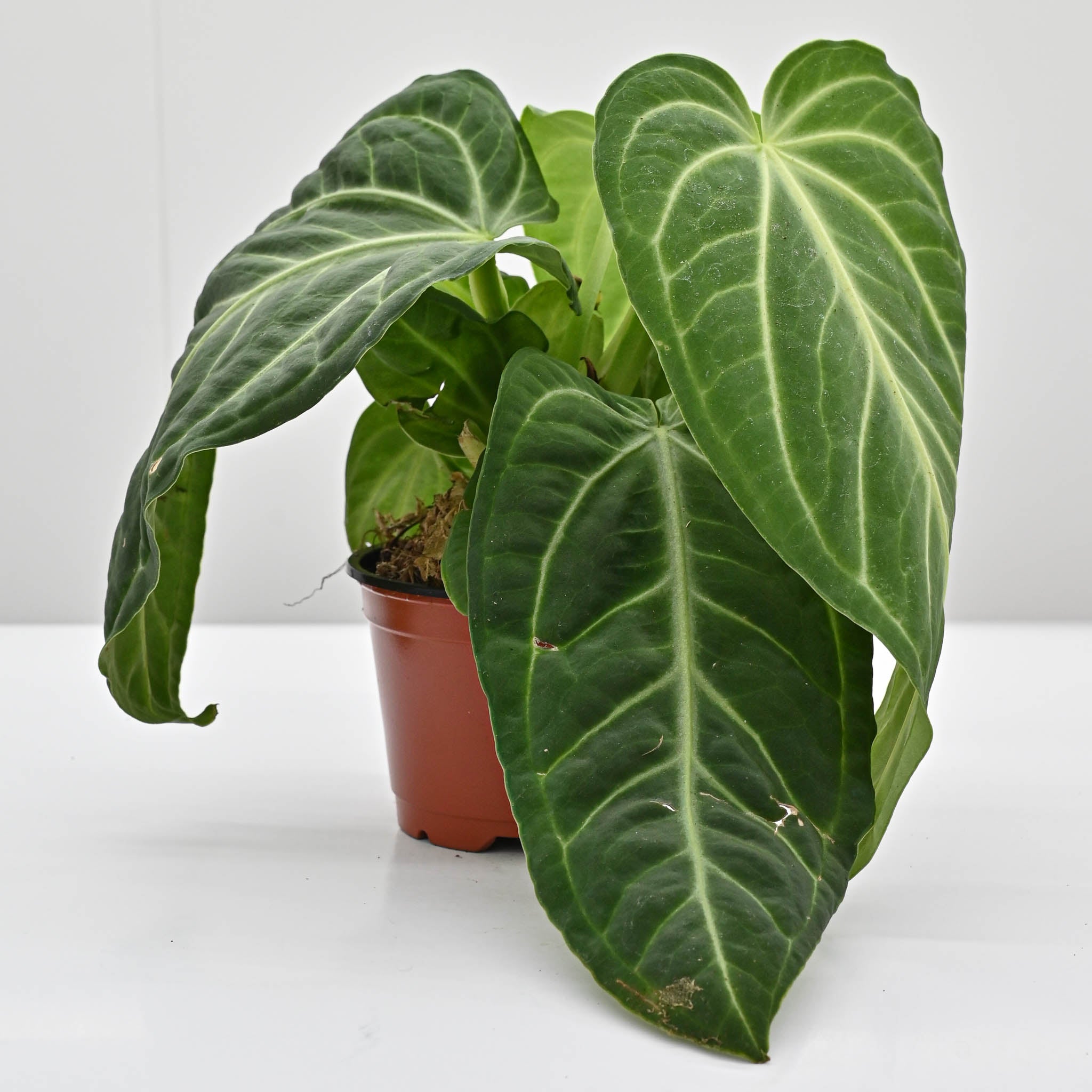 anthurium flavolineatum Velvet Anthurium