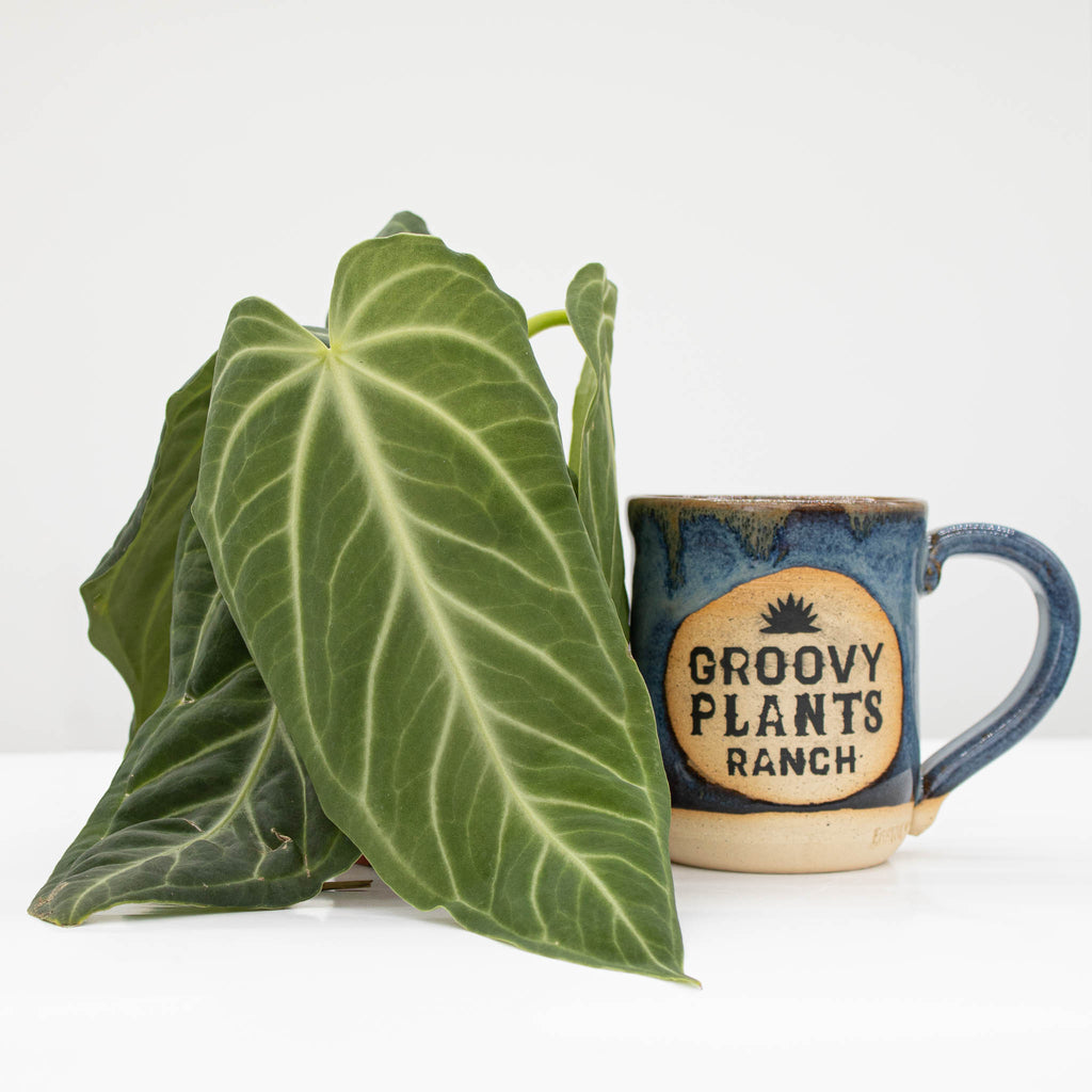 Velvet Anthurium | Anthurium Villenaorum