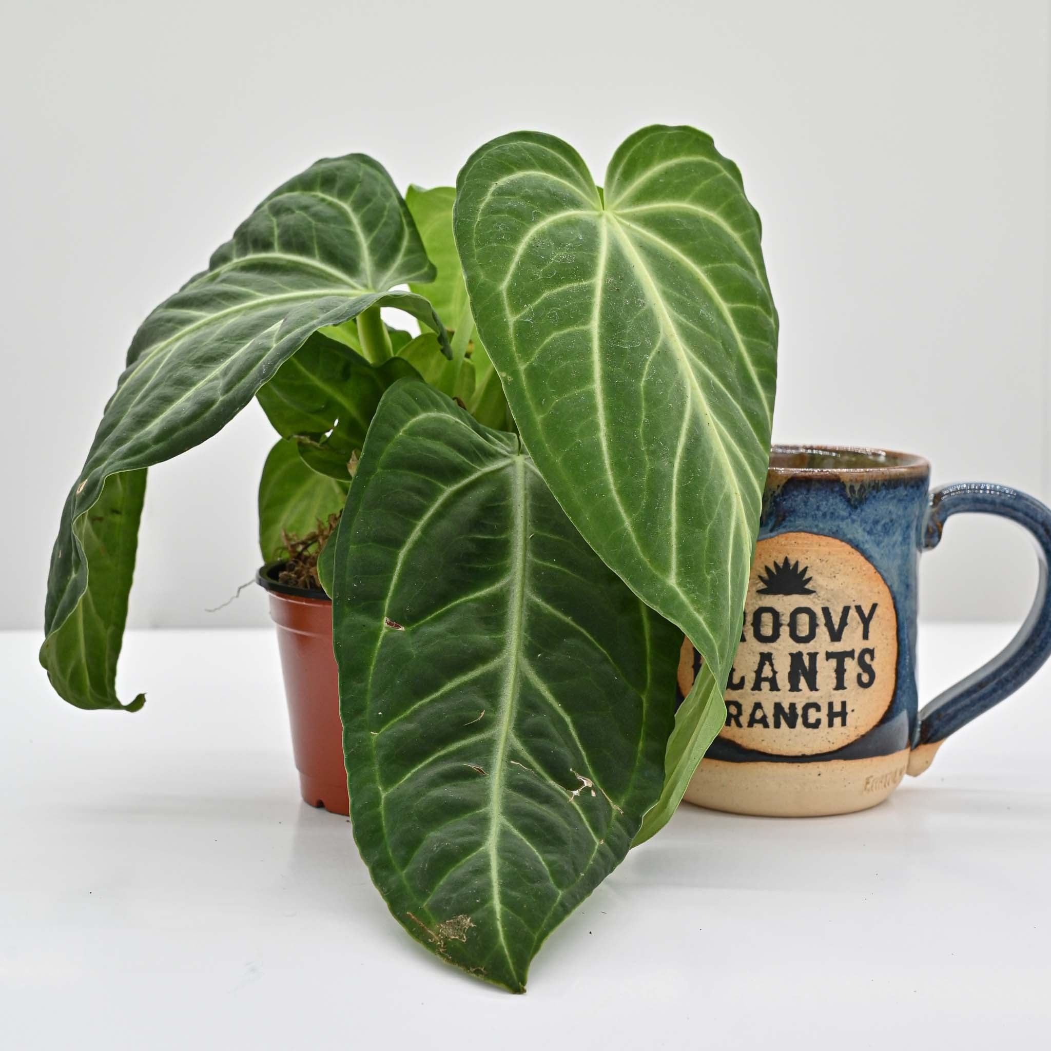 Velvet Anthurium | Anthurium Villenaorum