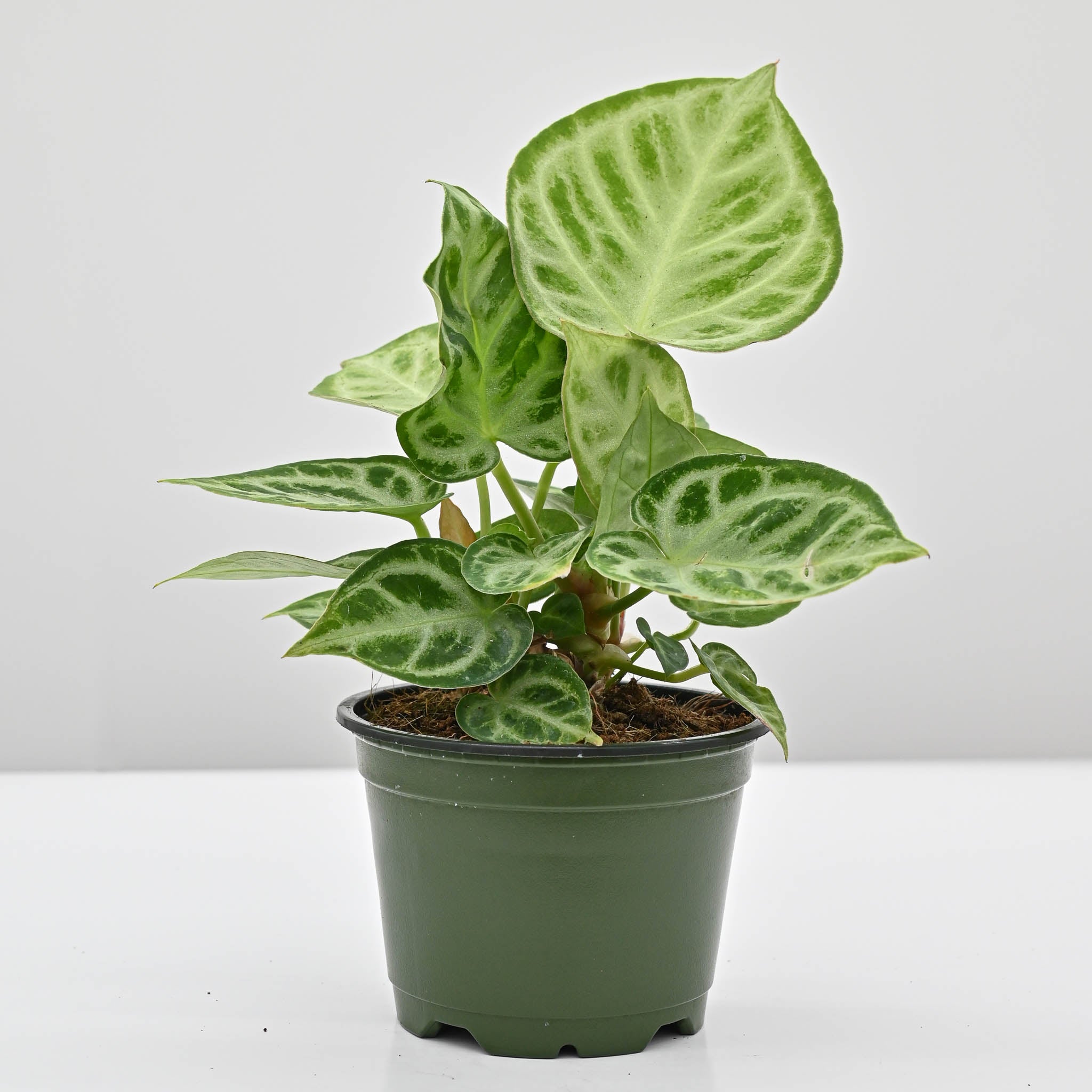 Silver Blush Anthurium | Anthurium Dorayaki – The Groovy Plants