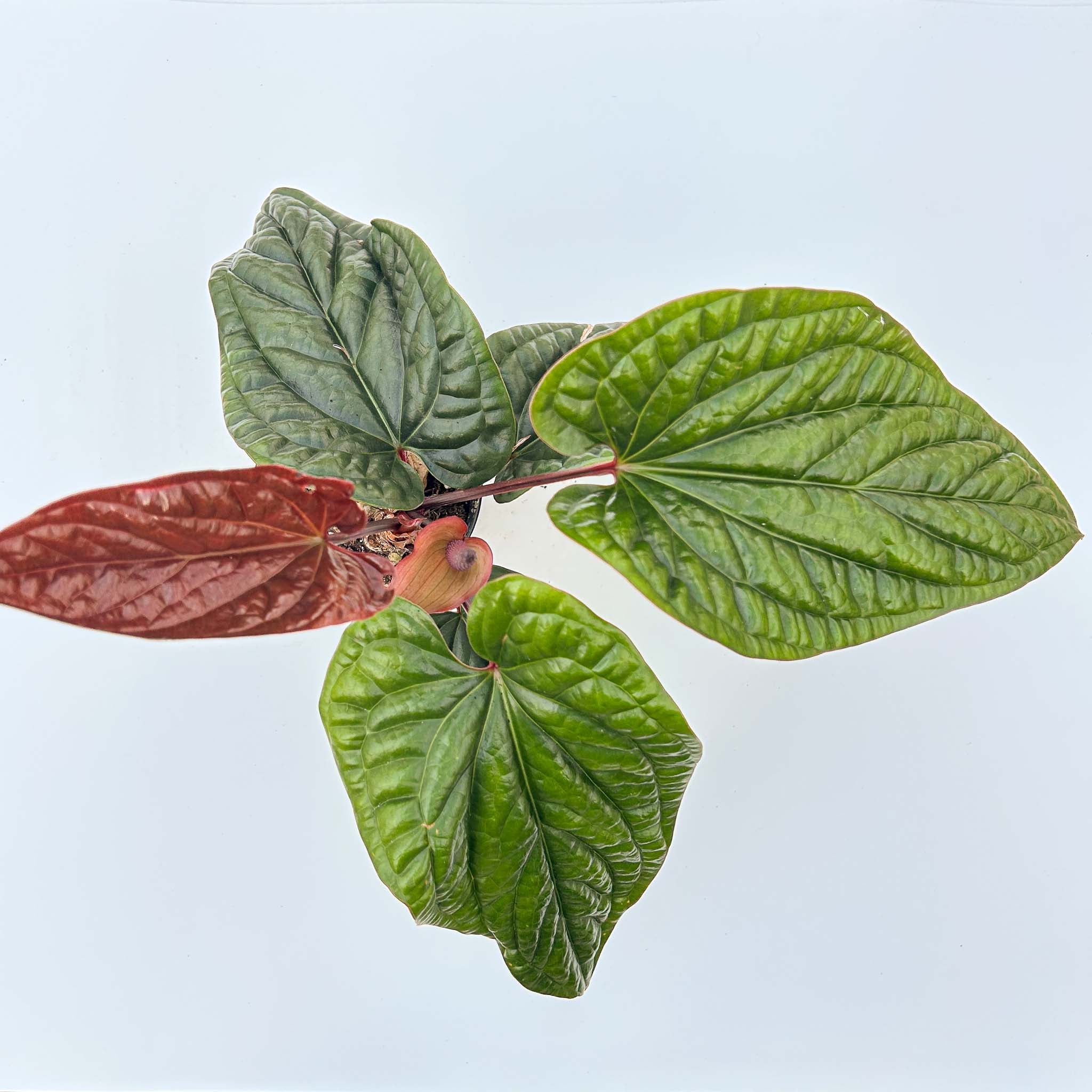 Groovy Plants Ranch Anthurium radicans x luxurians - Thumbnail 4