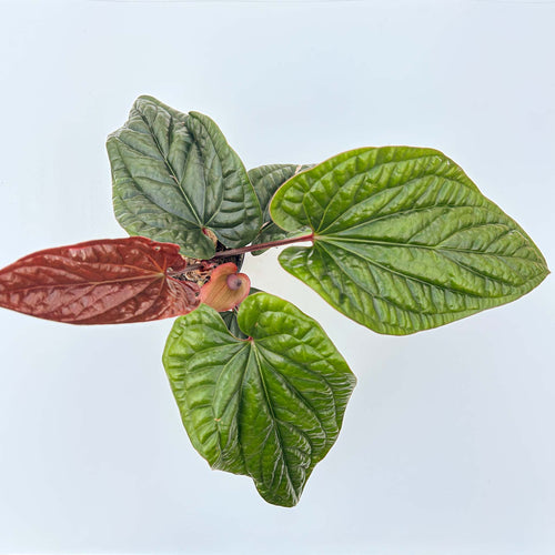 Anthurium radicans x luxurians