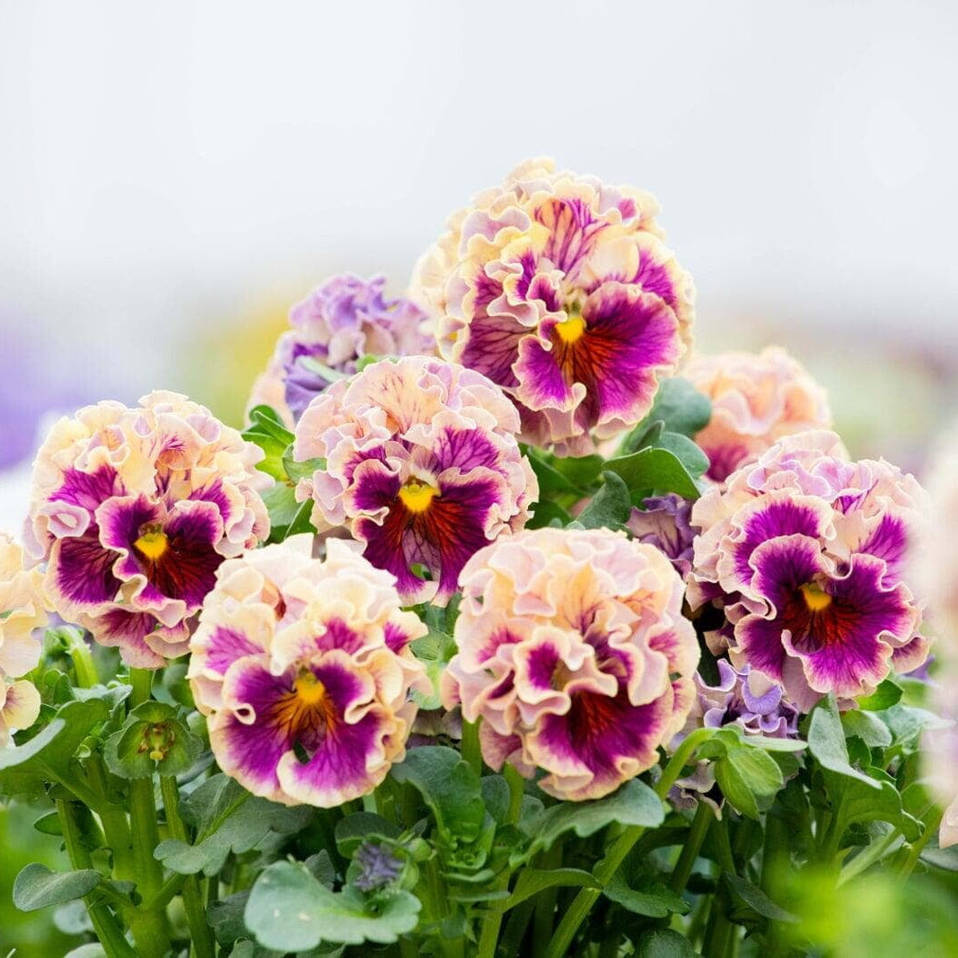 Japanese Pansies - Elegance Antoinette Mix