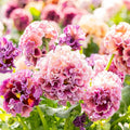 Japanese Pansies - Elegance Antoinette Mix