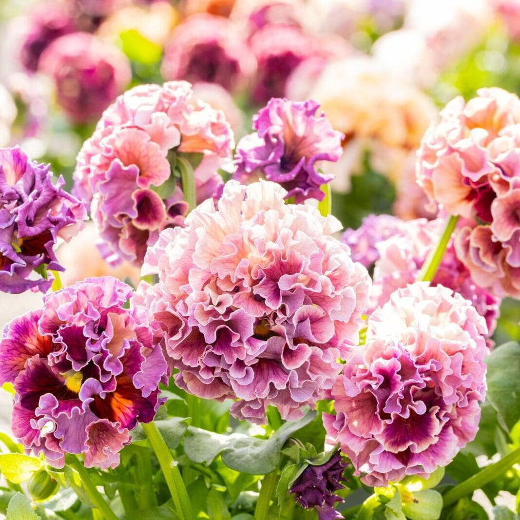 Japanese Pansies - Elegance Antoinette Mix