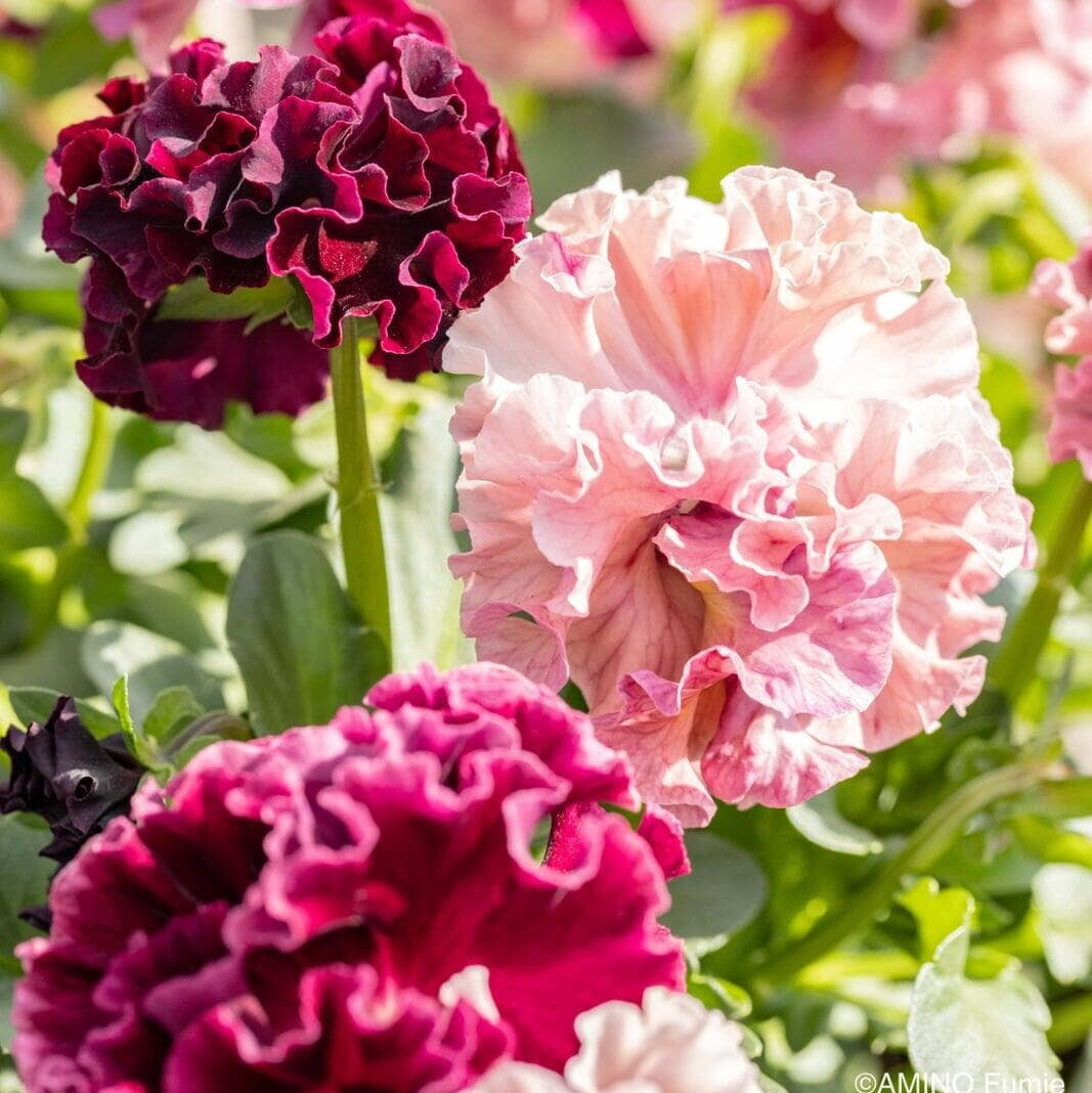 Japanese Pansies - Elegance Antoinette Mix