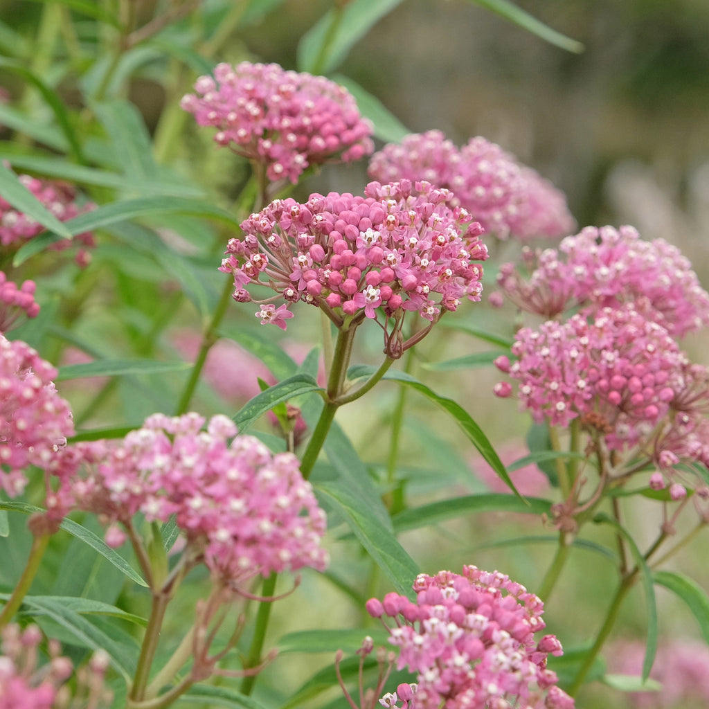 Swamp Milkweed ~ Trio of 3 Hefty Plants for Preorder