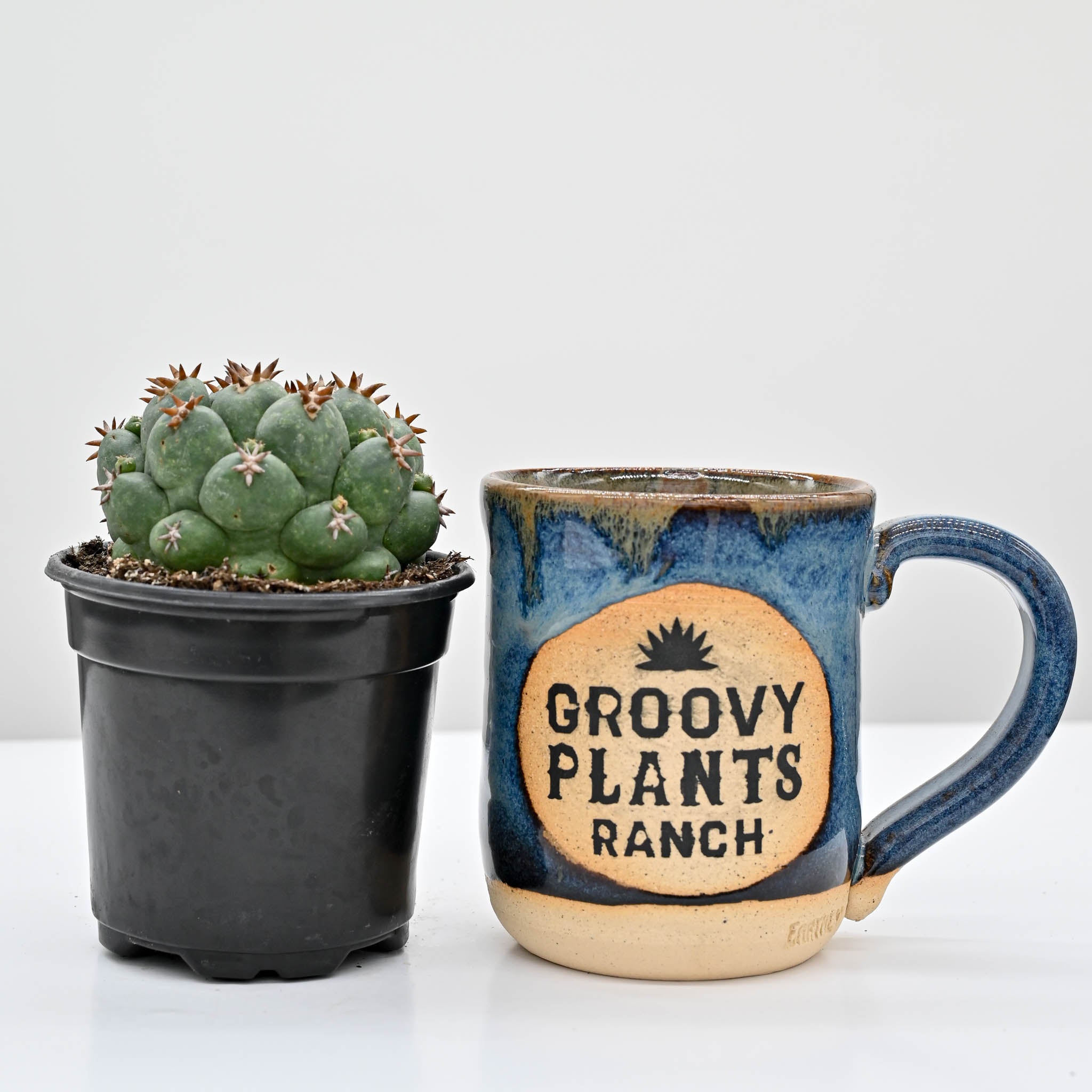 Beehive Cactus | Coryphantha elephantidens – The Groovy Plants