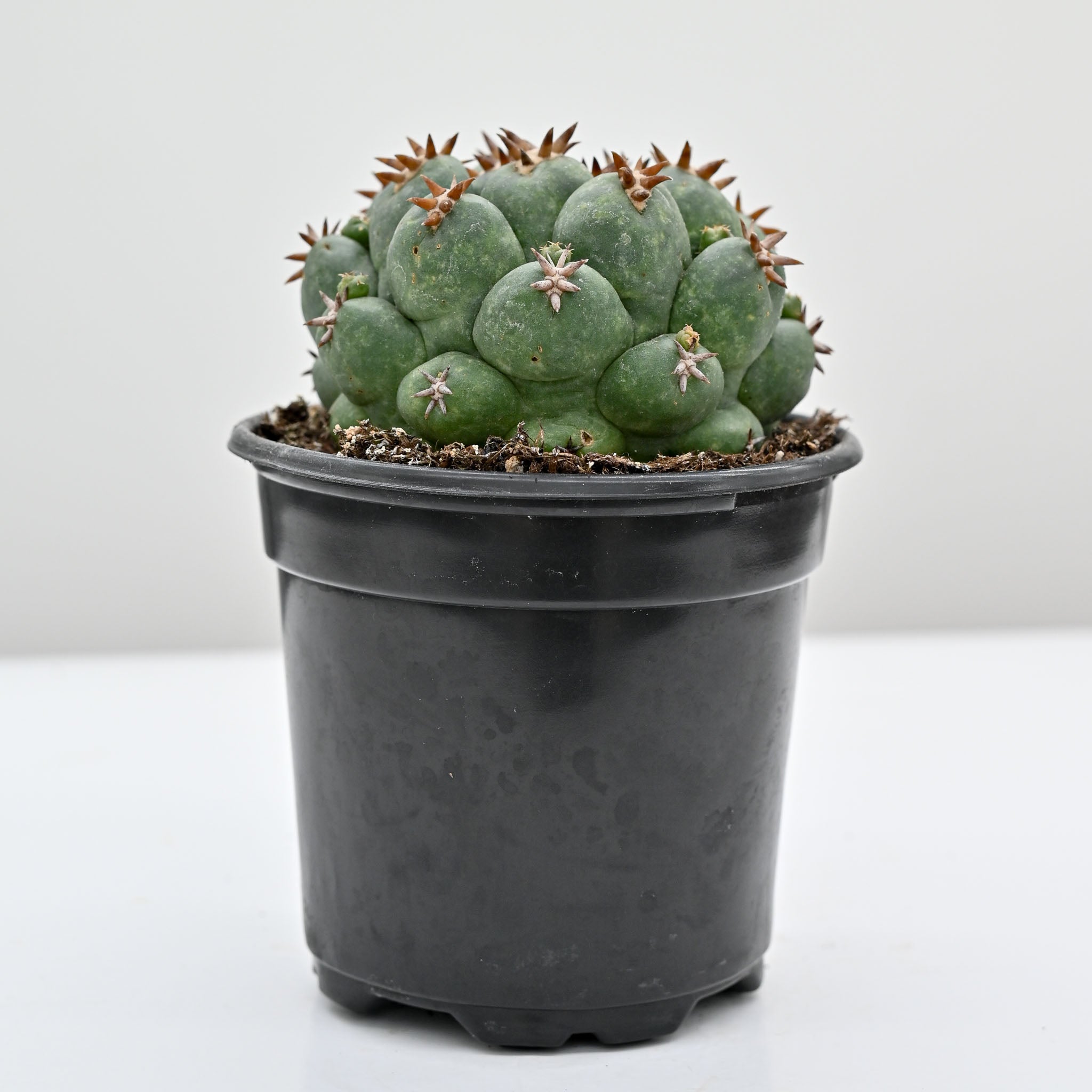 Beehive Cactus | Coryphantha elephantidens – The Groovy Plants