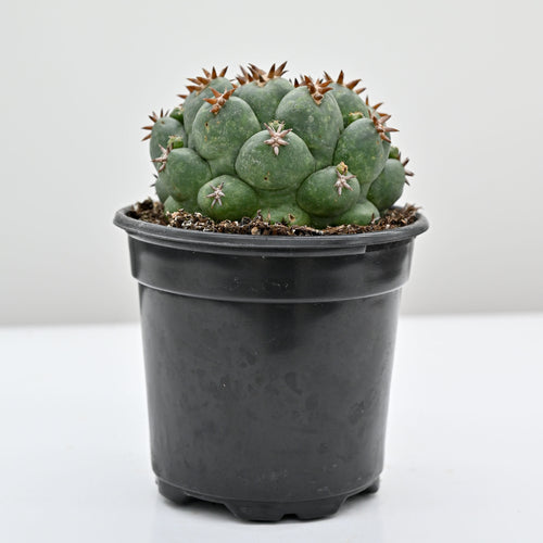 Beehive Cactus | Coryphantha elephantidens
