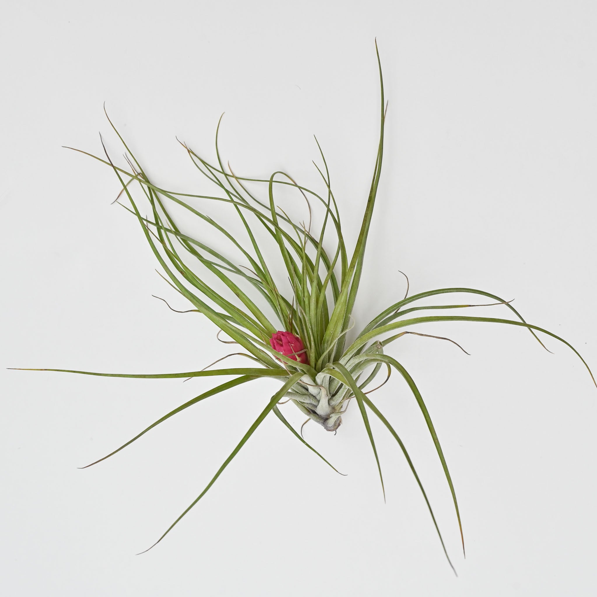 Trio of Tillandsia Stricta in Bloom