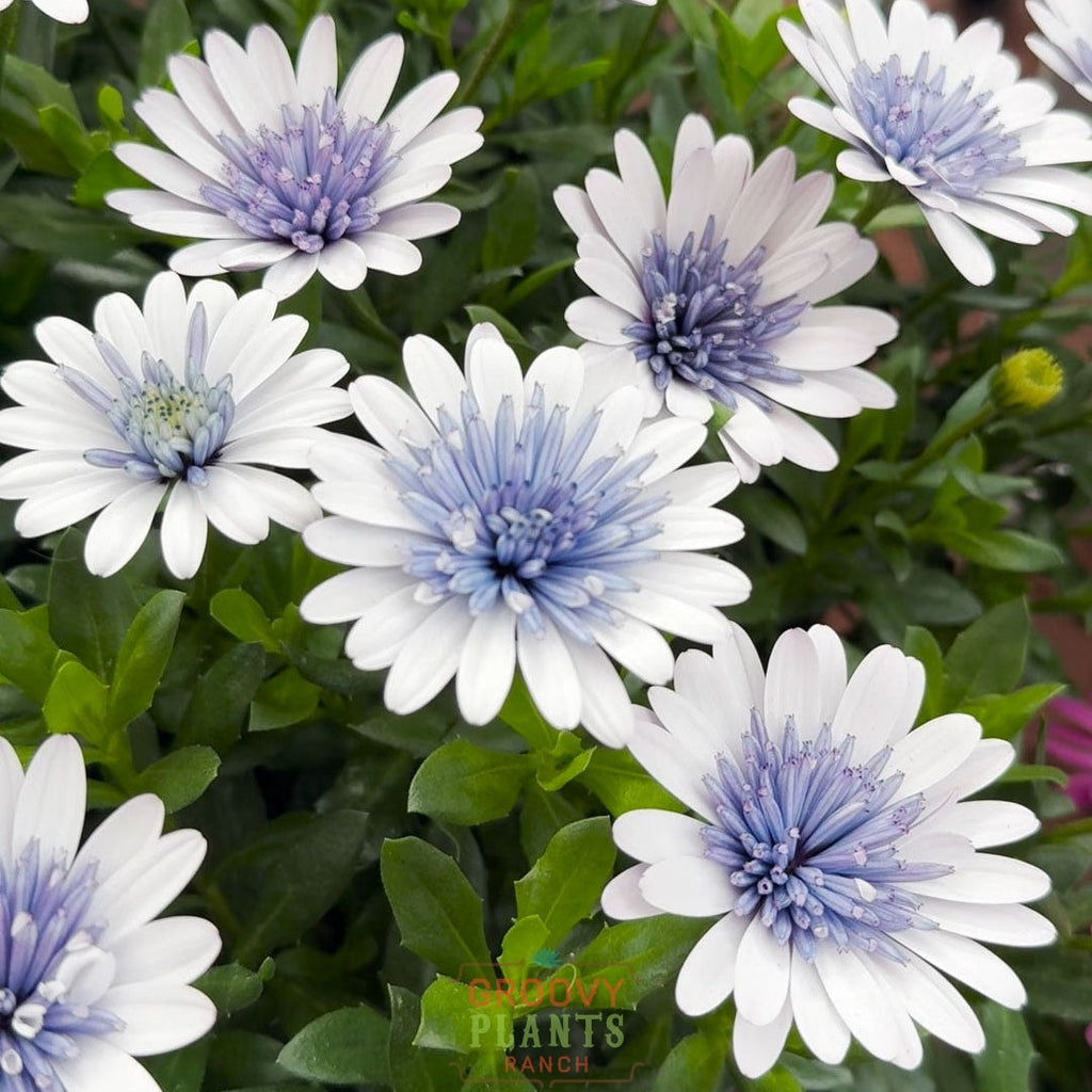 'Blue Ice' Psychedelic Daisy ~ Trio of 3 Hefty Plants for Preorder