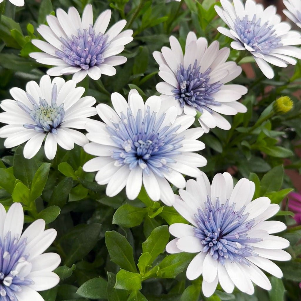 'Blue Ice' Psychedelic Daisy ~ Kaleidoscope of 24 Hefty Plants for Preorder