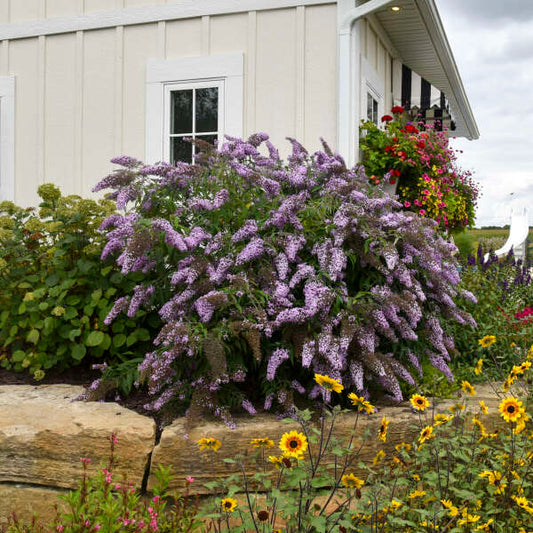 Buddleia ‘Grand Cascade’ – Butterfly Bush ~ Online Order for In-store Pickup