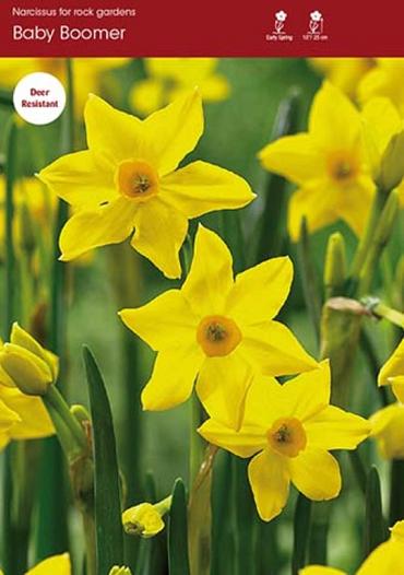 Daffodil Baby Boomer ~ 20 Blubs for Pickup in Fall