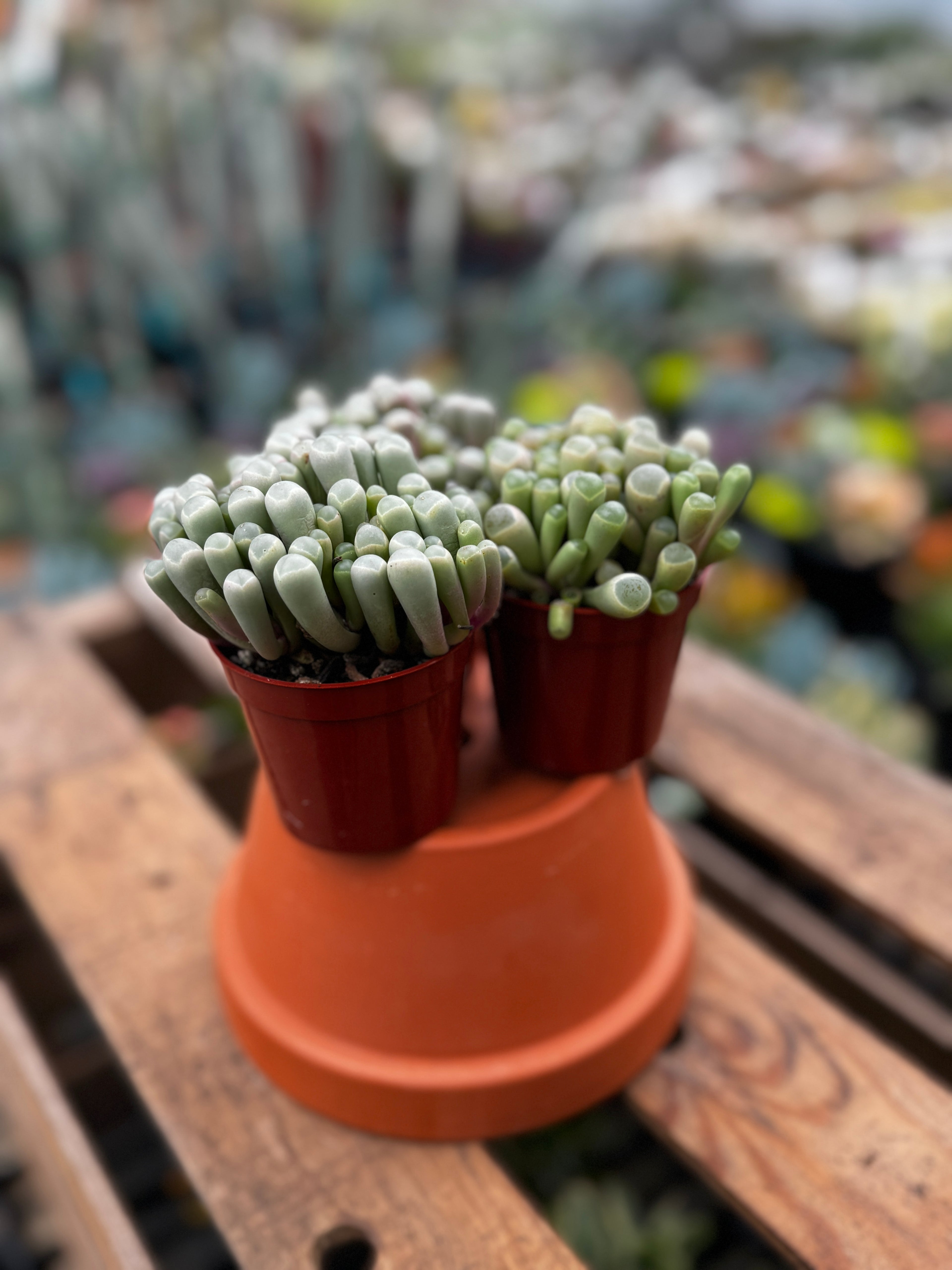 Trio of Baby Toes | Fenestraria rhopalophylla