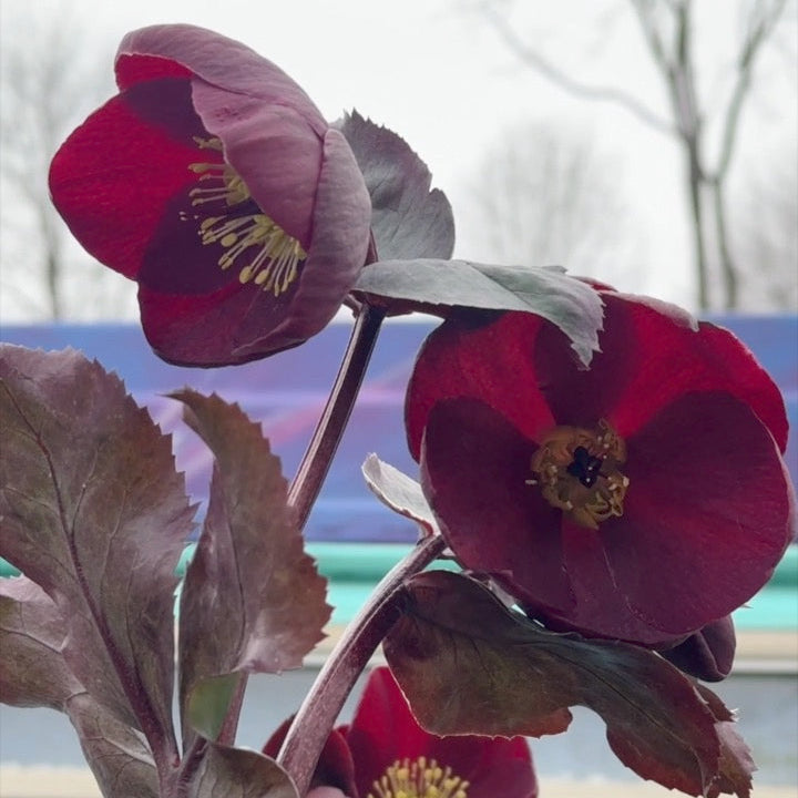 Helleborus 'Ice N' Roses® Barolo
