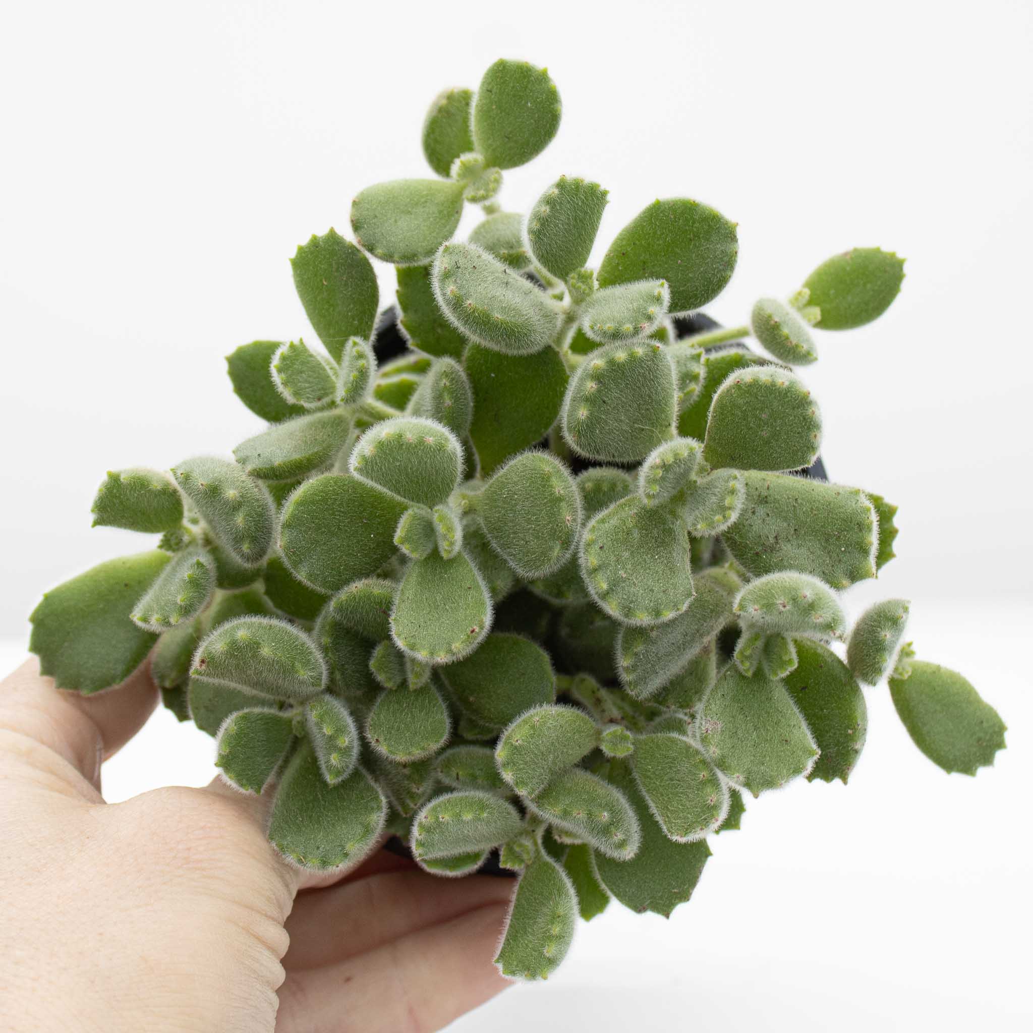 Bear Paws | Cotyledon tomentosa