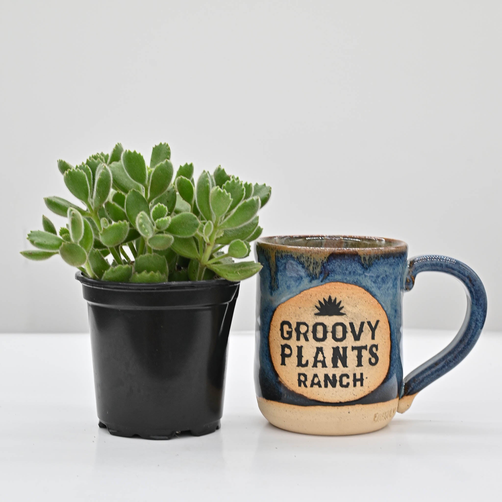 Bear Paws | Cotyledon tomentosa