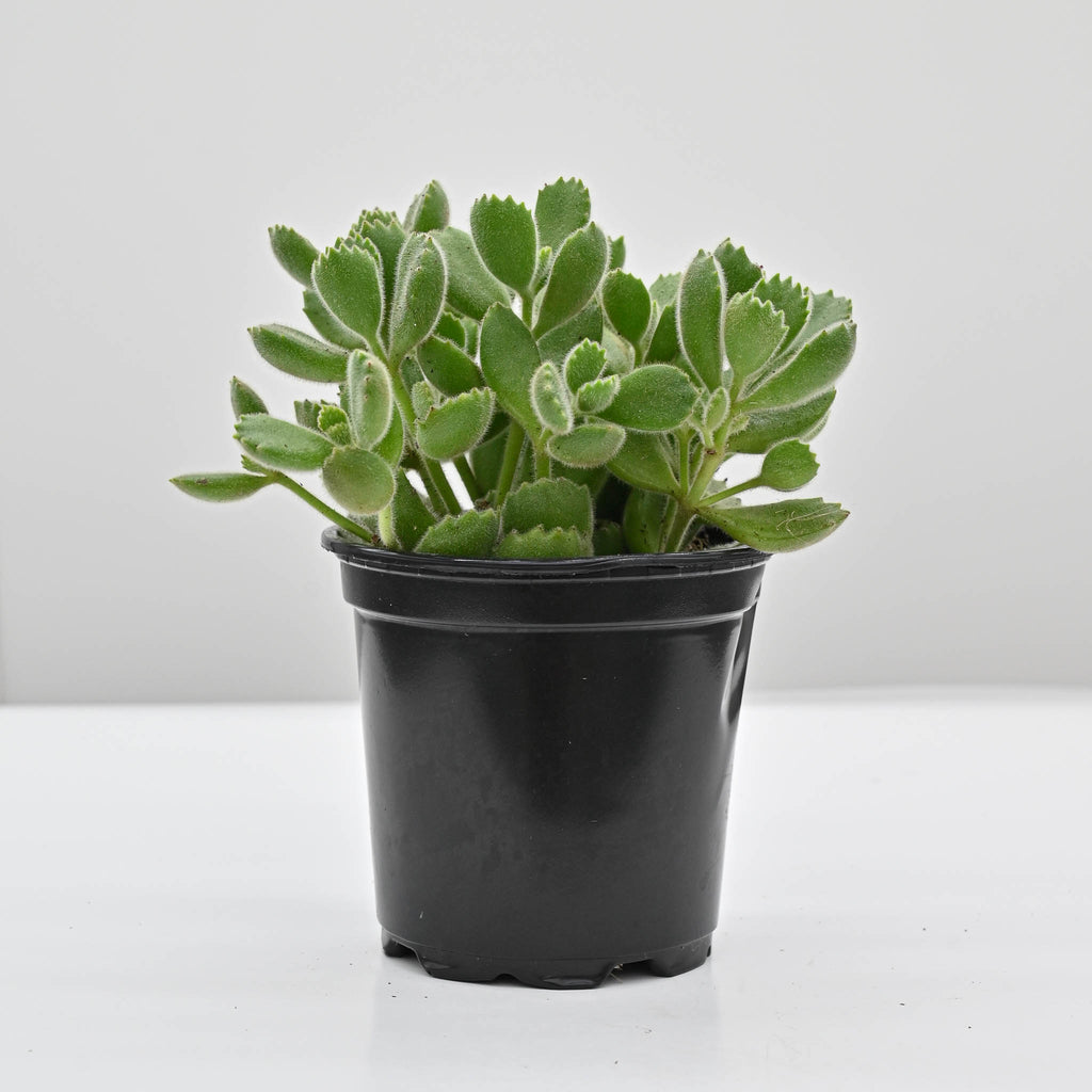 Bear Paws | Cotyledon tomentosa