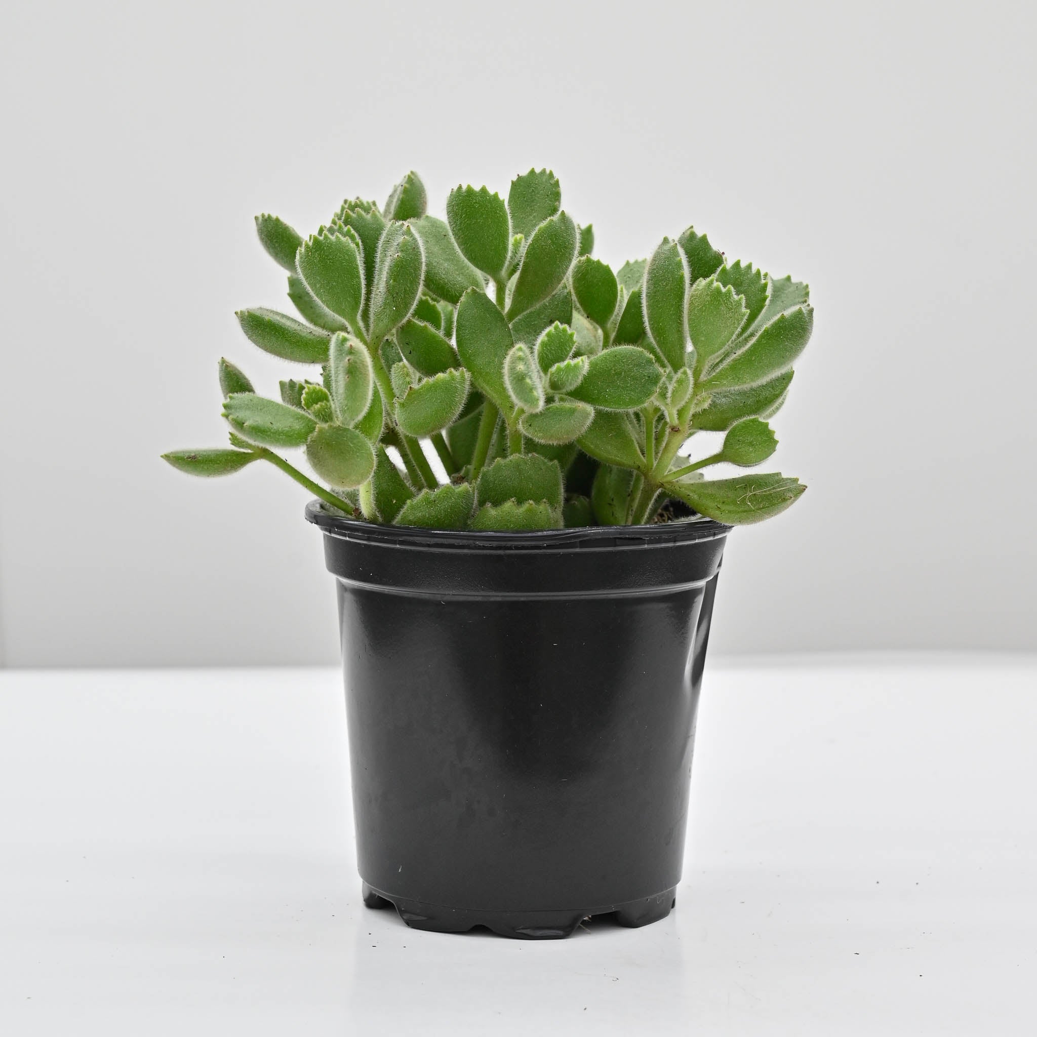 Bear Paws | Cotyledon tomentosa