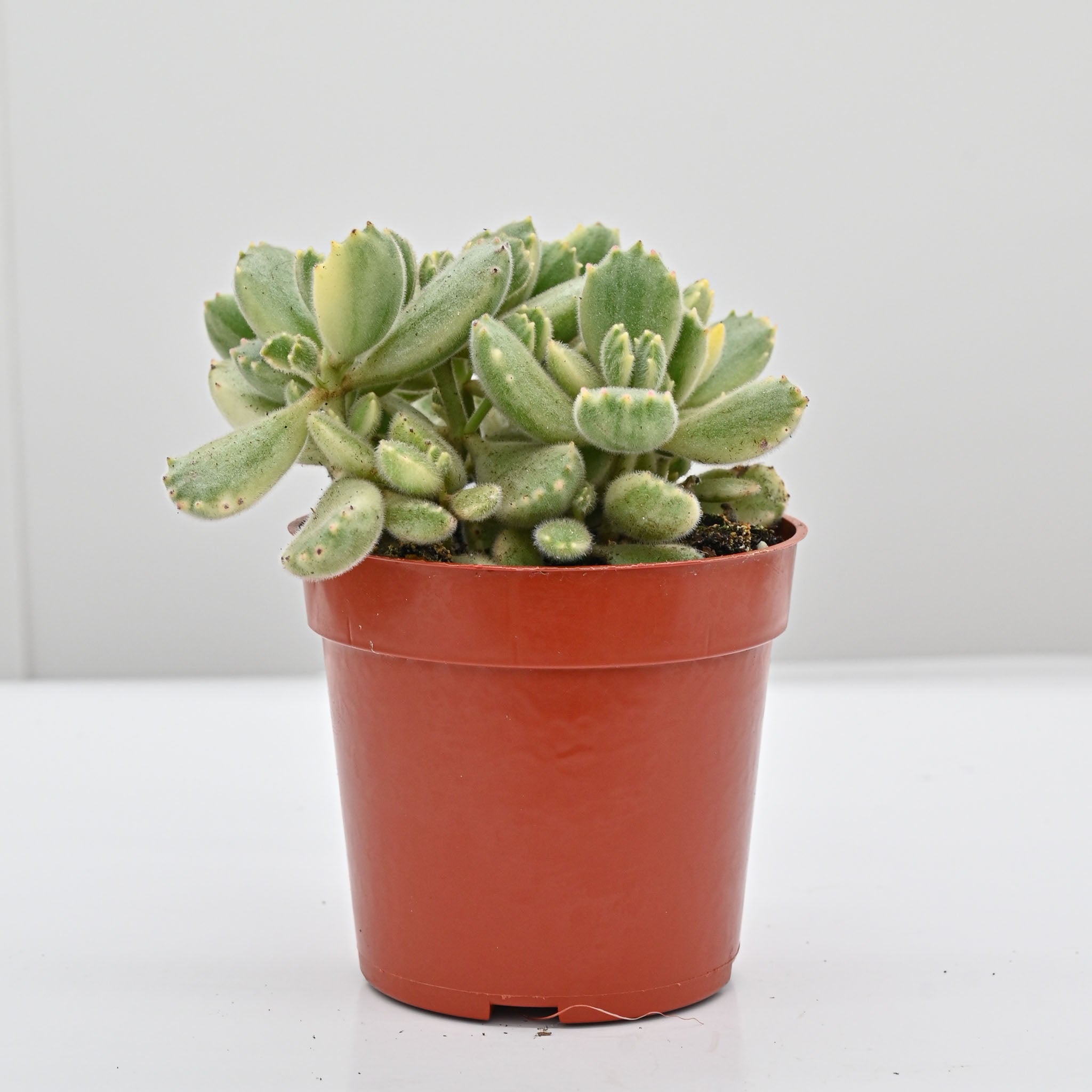 Variegated Bear Paws | Cotyledon tomentosa variegata