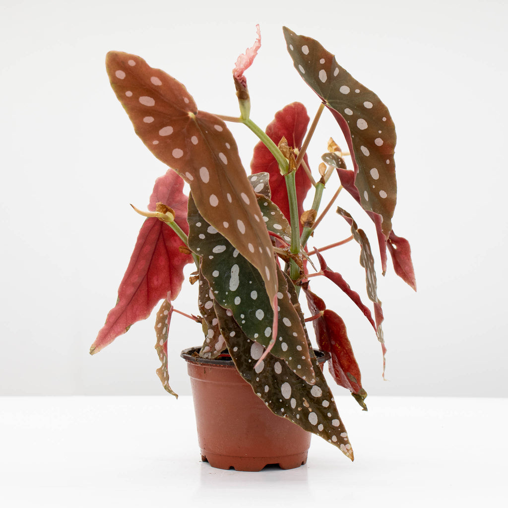 Polka-dot Begonia | Begonia 'Maculata'