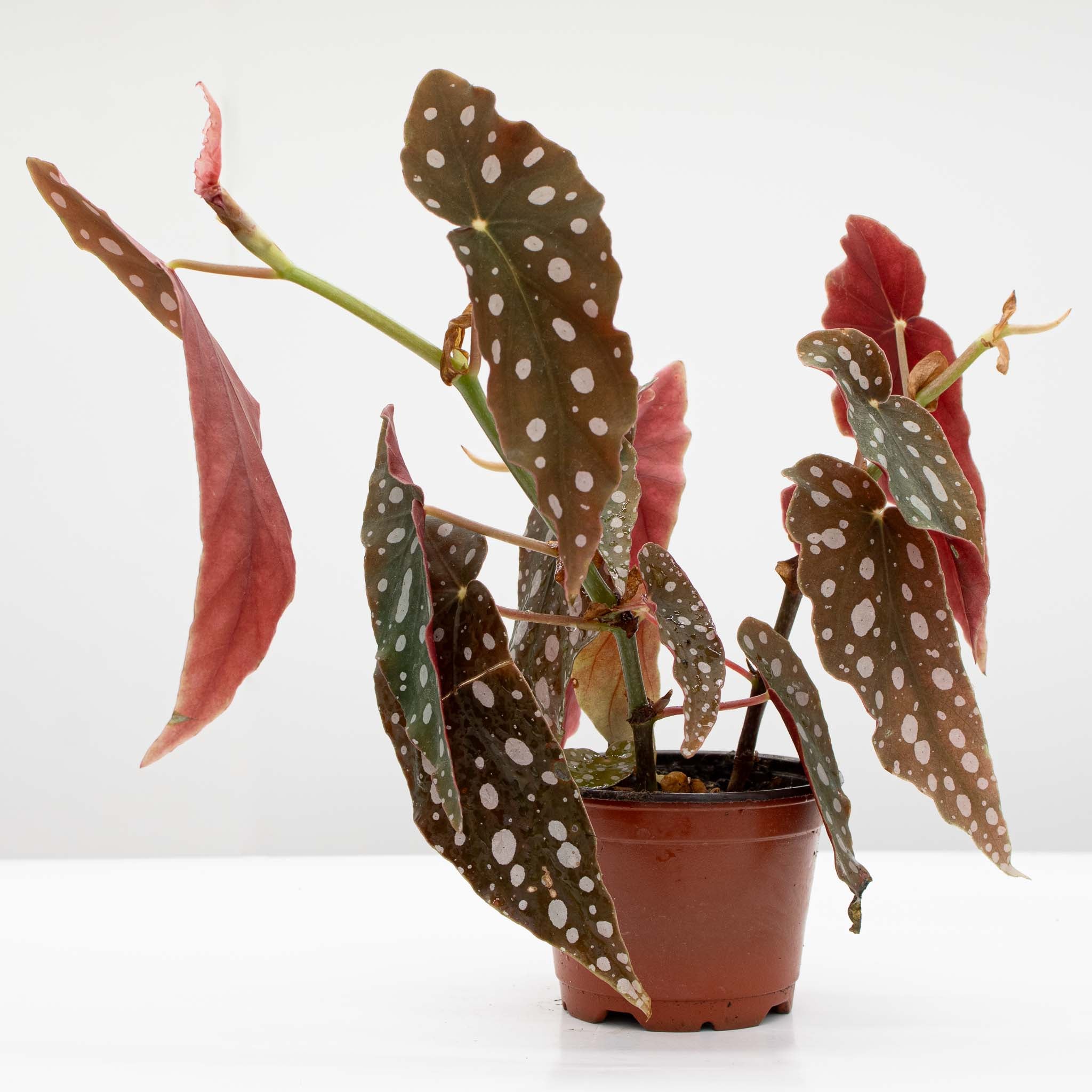Polka-dot Begonia | Begonia 'Maculata'