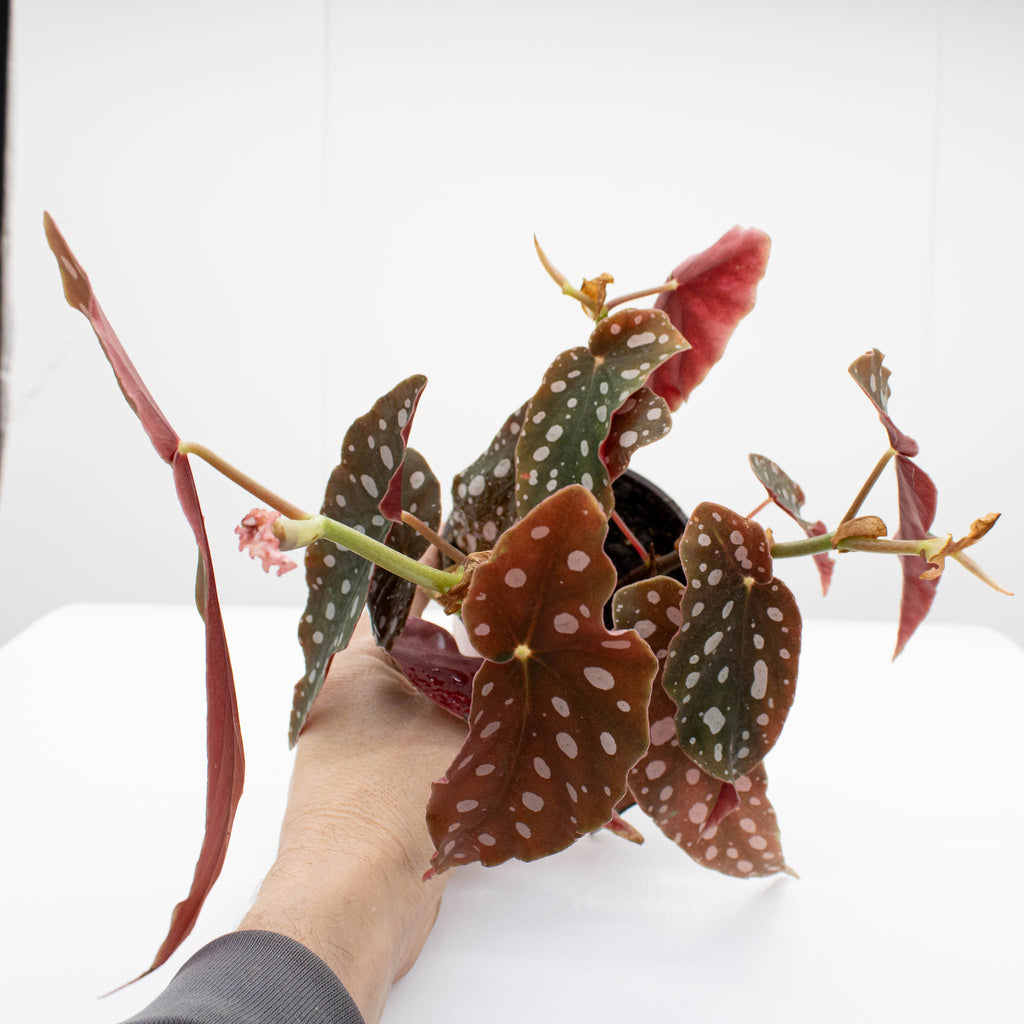 Polka-dot Begonia | Begonia 'Maculata'